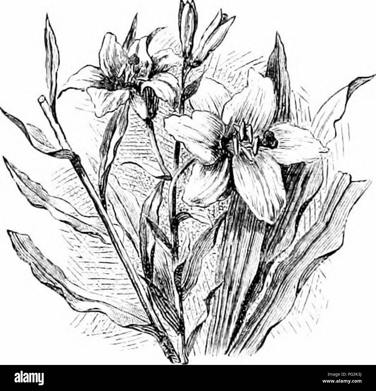 . Vertraute Garten Blumen. Blumen, Pflanzen, Zierpflanzen ; Blumenkultur. 16 FAMlLIAIi OAEBEX FLOWERti. Es ist nicht allgemein bekannt, dass die Gemeinsame White Lily kann bis zur Perfektion in Töpfen angebaut werden, und ist gut für das Forcen angepasst. Seine großen, dekorativen Wert, und dem symbolhaften Charakter, seine Bedeutung als eine Fabrik für Kultur unter Glas angepasst, ihre charmanten Blumen an einem früheren Saison zu liefern, als sie üblicherweise in den offenen Garten erscheinen. Wenn zu diesem Zweck angebaut, die lichtbogenröhren Topfpflanzen im August sein, in einer Mischung aus ungefähr drei Teile mellow turfy Lehm, und jedes Teil Stockfoto