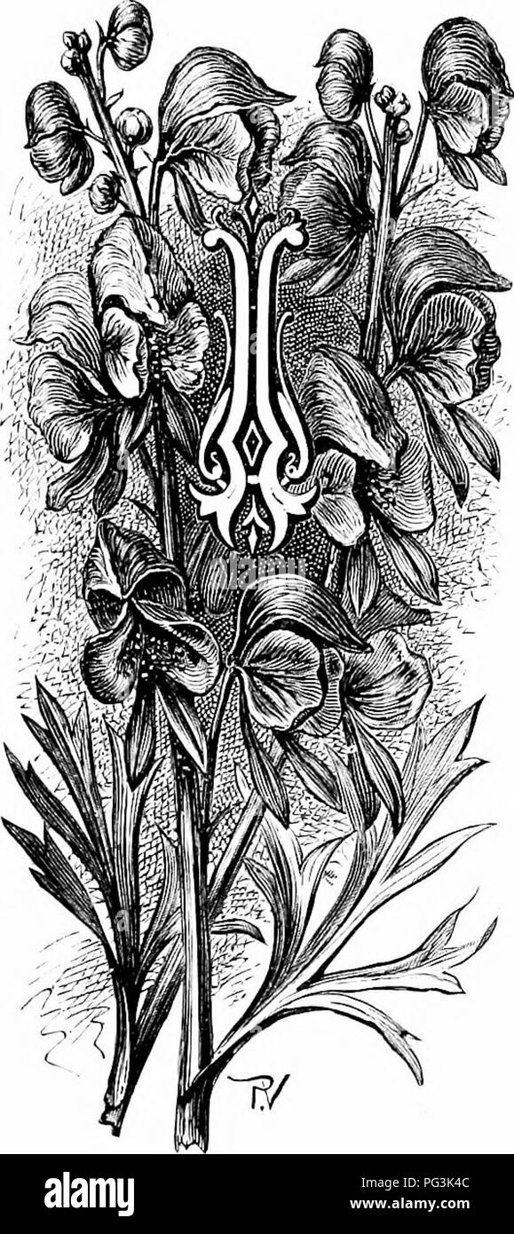 Dieser Text hebt die dekorativen und medizinischen Eigenschaften von Gartenblumen hervor, einschließlich der Schneeballmaus (Aconitum), einer toxischen Pflanze, die für Todesfälle bekannt ist. Es empfiehlt Gärtnern, potenziell gefährliche Pflanzen aus Gärten zu entfernen, um Sicherheit zu gewährleisten und gleichzeitig ihren ästhetischen Wert zu genießen. Stockfoto