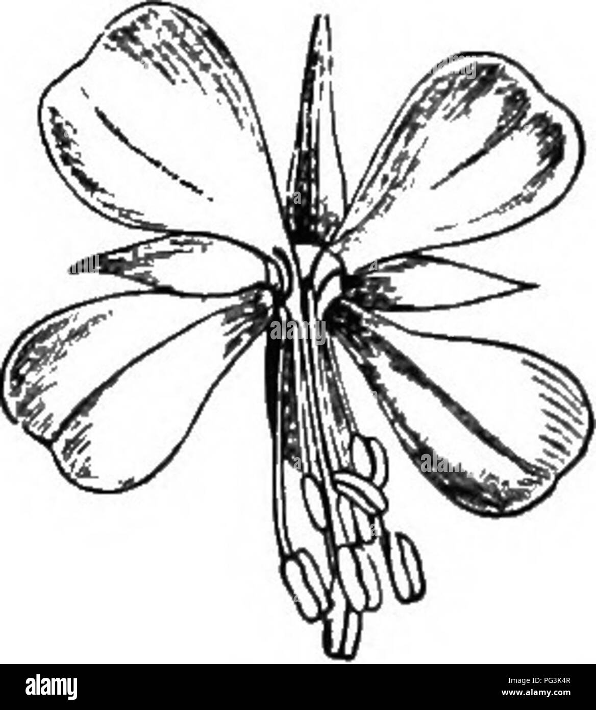 . Der Ursprung von floralen Strukturen: durch Insekten und andere Agenturen. Pflanzen; Blumen; Blüten. Die FORMEN DER FLORALEN ORGANE. Kranke Querverschiebung der anterioren Blütenblatt nicht immer durchgeführt, wie es in der nächsten Blüte beschrieben werden. In Epilobium angtistifoUum (Abb. 34) und Oodetia, die keine vorderen Blütenblätter, die Bienen kleben an den abhängigen Staubgefäßen, während die Blütenblätter haben dauerhaft verdrängt werden, die beiden unteren etwas angehoben, so dass die winkelabstände sind nicht die gleichen. In Azalee und Jthododendron Es gibt keine vordere Blütenblatt, aber der hintere ist leicht enla Stockfoto