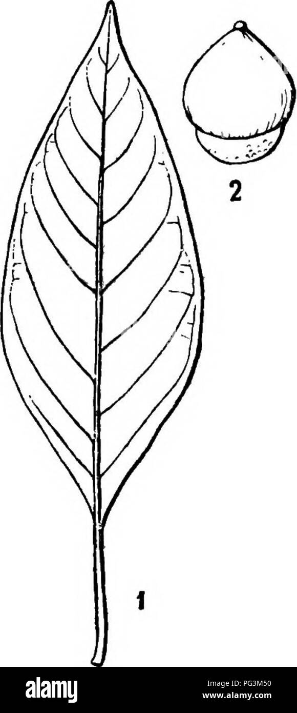 . Icones plantarum formosanarum Nec nicht et contributiones ad floram formosanam; oder, Icones der Pflanzen von Formosa, und Materialien, die für die Flora der Insel, basierend auf einer Studie der Sammlungen des Botanischen Umfrage der Regierung von Formosa. Botanik. OUPULEPEE^. 187. patellifonnis Vel cupuliformis 8 mm 5 mm diametro. Alta intus pubescens, lepidibus triangulari-bus adpressis Arpaia ± Brevis cuspidatis, Medio cribus 1 mm. latis, cicatricibus glandum elevatis 4-5 mm. in diametro. Eichel glabra ± depresse globoso - Turbinata arpaia 13 mm 12 mm diametro. longa Arpaia acuto - apioulata Basi tra Stockfoto