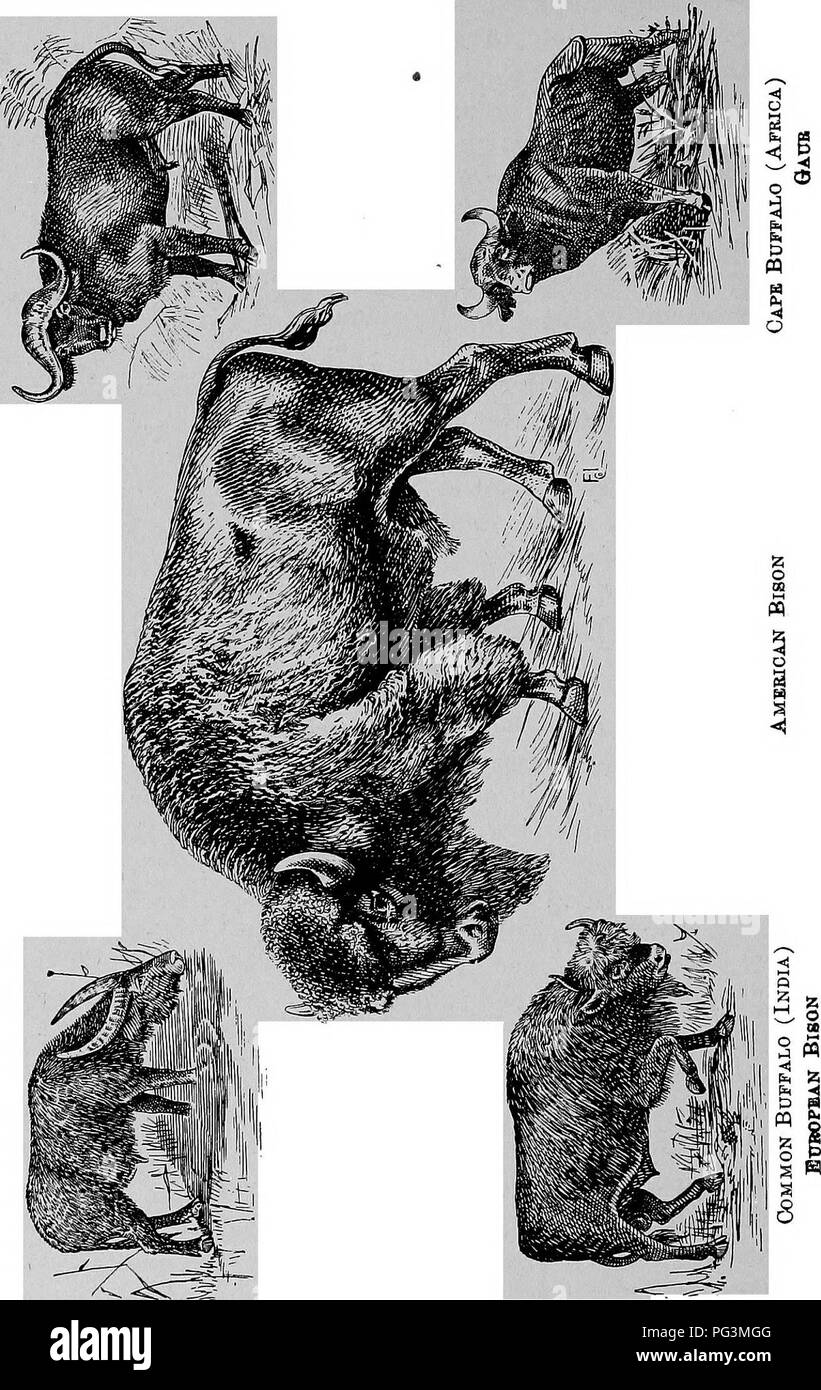 . Die pelzhändler und Fell der Tiere. Pelzhandel; Pelztiere. 314 Bison und Büffel. Bitte beachten Sie, dass diese Bilder sind von der gescannten Seite Bilder, die digital für die Lesbarkeit verbessert haben mögen - Färbung und Aussehen dieser Abbildungen können nicht perfekt dem Original ähneln. extrahiert. Petersen, Marcus, 1854 -. Buffalo, N.Y., Hammond drücken Sie Stockfoto