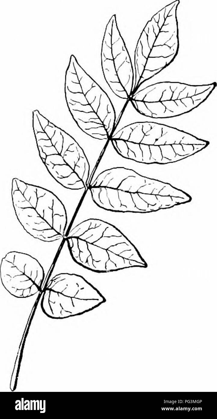 . Unsere nördlichen Sträucher und wie man sie identifizieren: ein Handbuch für den Naturliebhaber. Sträucher. RUTACEJE-rue Familie PRICKLY ASH Xa n th dxylu m ein Verdienst a n u m. Von zwei griechischen Wörtern abgeleitet, Xanthos, gelb, und Xylon, Holz. Geringe Verzweigung, manchmal zu einem kleinen Baum, in der Regel vier bis zwölf Fuß hoch; wachsende in felsigen Wald und am Ufer. Reicht von Quebec zu Virginia vor allem entlang der Berge, West nach Minnesota, Ne-braska, und Missouri. Rinde, Blätter und Früchte scharf und aromatisch; Stängel und oft Blattstielen stachelige; Holz blaß, gelblich-braun. Rinde. - Branchlets Hellbraun, unten Stockfoto