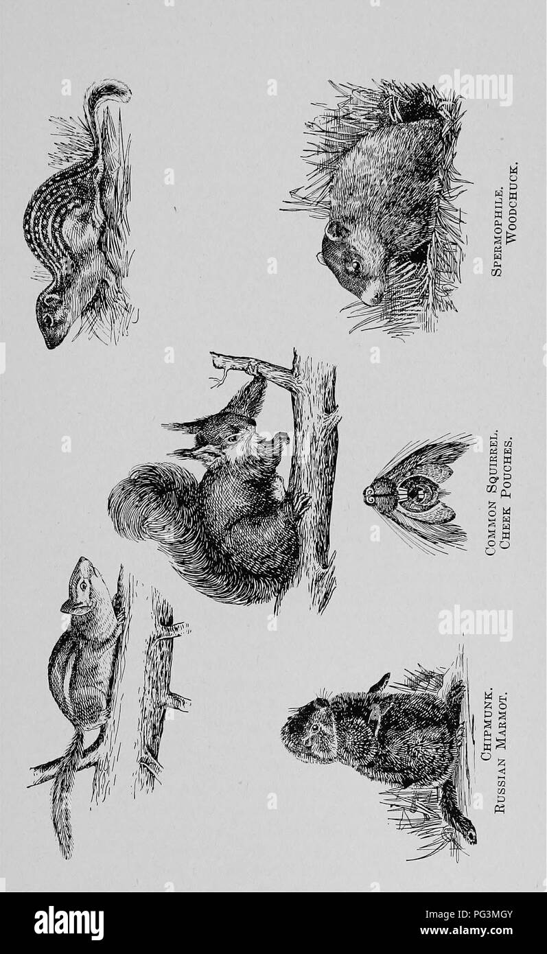 . Die pelzhändler und Fell der Tiere. Pelzhandel; Pelztiere. Das Eichhörnchen Familie. 303. Bitte beachten Sie, dass diese Bilder sind von der gescannten Seite Bilder, die digital für die Lesbarkeit verbessert haben mögen - Färbung und Aussehen dieser Abbildungen können nicht perfekt dem Original ähneln. extrahiert. Petersen, Marcus, 1854 -. Buffalo, N.Y., Hammond drücken Sie Stockfoto