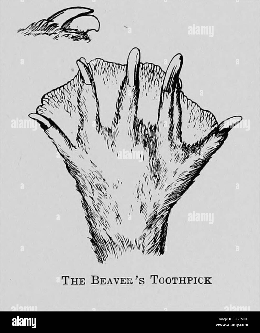 . Die pelzhändler und Fell der Tiere. Pelzhandel; Pelztiere. Der Biber. 283 der Punkt einer Beschneidung Messer oder Skalpell. Es gibt viele Theorien, wie die, dass der Biber macht dieses Blade - wie clavsr. Es ist zu dünn schneiden oder Graben beschäftigt zu werden; und die vpriter ist geneigt, mit der fallensteller und vroodsmen, die sagen, dass dies zusätzliche Klaue auf der Biber ist die Splitter, die zwischen die Zähne bekommen, wenn Bäume zu entfernen, zu vereinbaren. Die Form dieses Messers-Krallen und seine Lage Blade scheint zu beweisen, dass es in der Tat "der Biber toothp Stockfoto