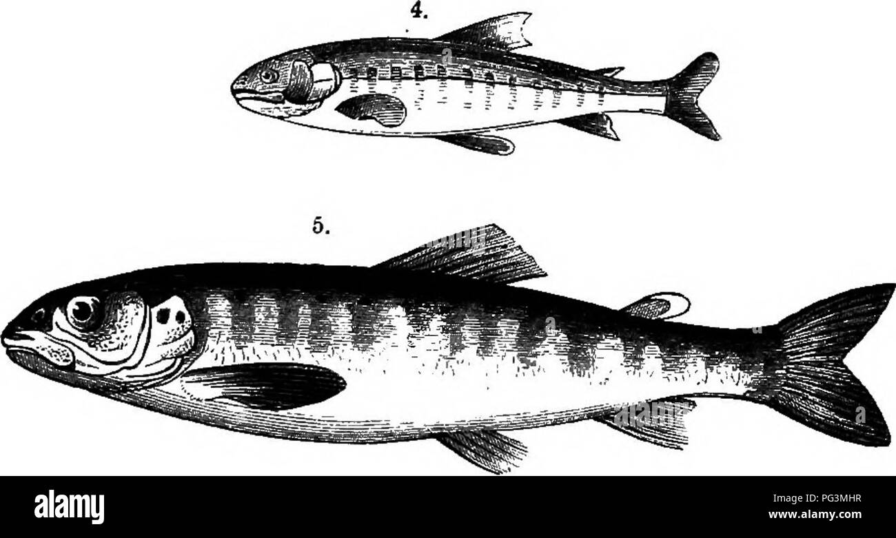 lachs bauch stockfotos und bilder kaufen alamy