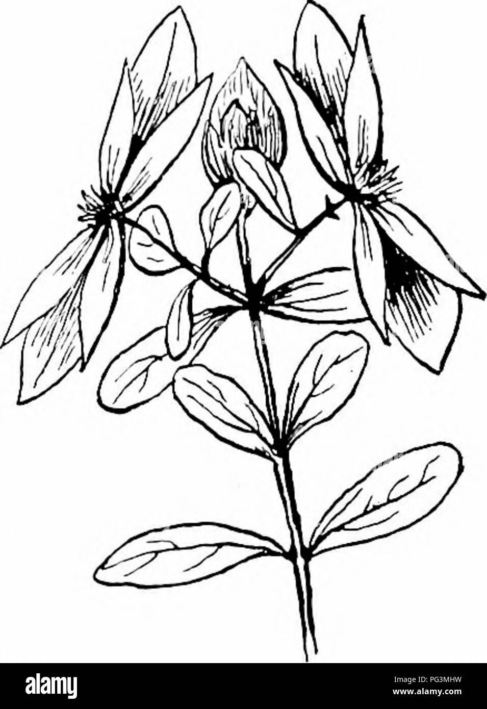 . Unsere nördlichen Sträucher und wie man sie identifizieren: ein Handbuch für den Naturliebhaber. Sträucher. ST. ANDREW'S CROSS Base, ganze, an der Spitze abgerundet; wenn voll gewachsen, dünne, blasse grün, schwarz gepunktet, in der Regel zwei Drüsen an der Basis. Blumen.- Juli, August. Perfekte, regelmäßige, Gelb, Terminal und Achsel eine halbe bis drei Viertel eines Zoll über. Pedi - cels kurz, zwei bracted. Kelch. - Kelchblätter vier; die beiden äußeren sehr breit und Blatt - wie; die innere viel kleiner, Imbricate in der Knospe. Corolla. - Blütenblätter vier, schräg, helles Gelb, hypogynous, Gewickelten in der Knospe, länglich-lineare, über die Länge des äußeren Kelchblätter, Ap Stockfoto