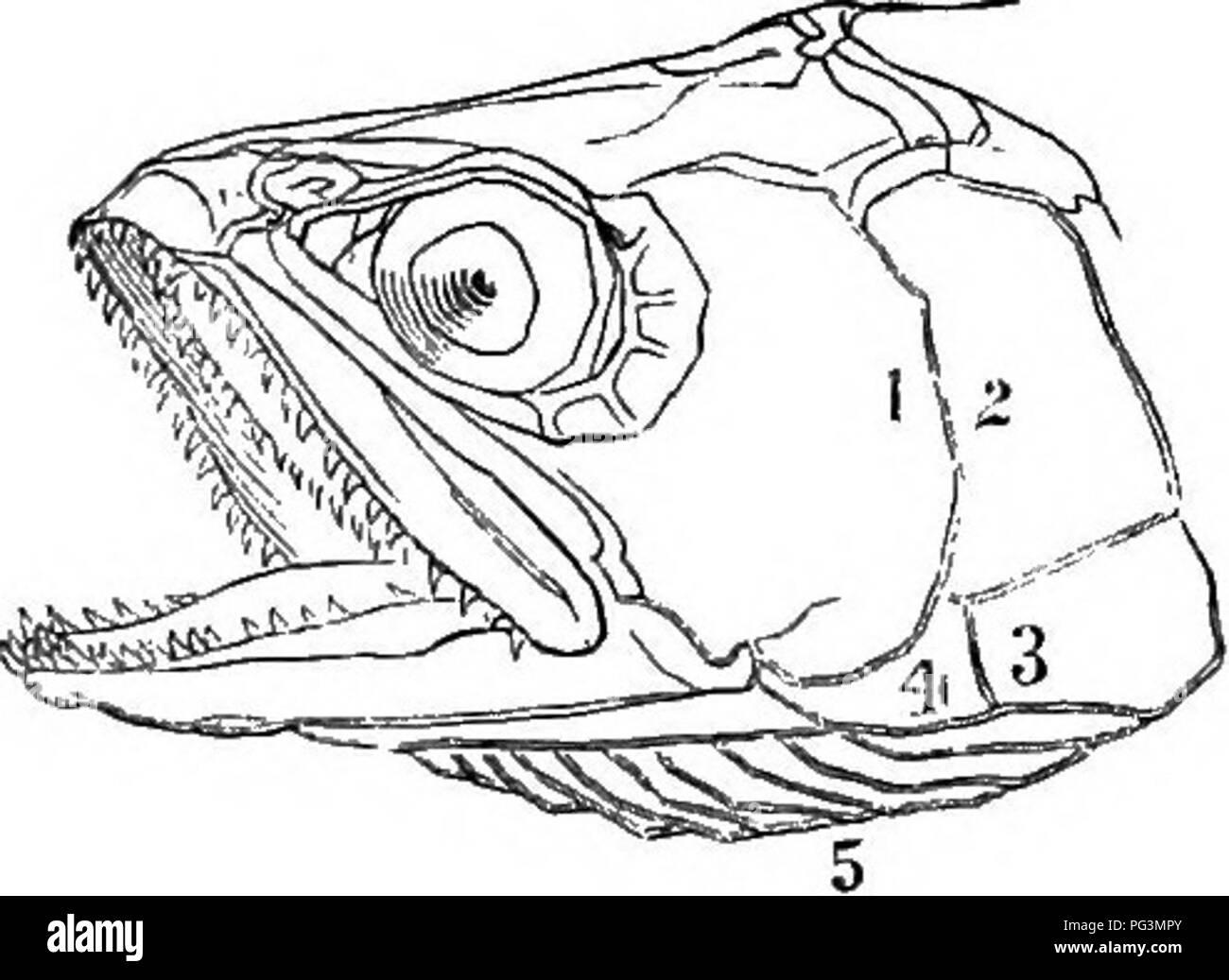 . Das Buch des amerikanischen Angler: Umarmung der natürliche Verlauf von sporting Fisch, und die Kunst, sie zu nehmen. Mit Anleitung in Fliegenfischen, fliegen, und die Stange; und Richtungen für die Fischzucht. Die angefügt wird, stirbt piscatoriae: Beschreiben, Angeln - Orten, und die Freude der solitären Fliegenfischen. Illustriert mit 80 Gravuren auf Holz. Angeln; Fischen. 58 DER AMERICAN ANGLER BUCH. Der Leser wird beobachten, tlie eigentümliche Form der zweiten Rückenflosse der ersten Abbildung; es ist eines der charakteristischen Kennzeichen des Salmonidse. Keine andere Familie die Angler trifft, hat es ausser Stockfoto