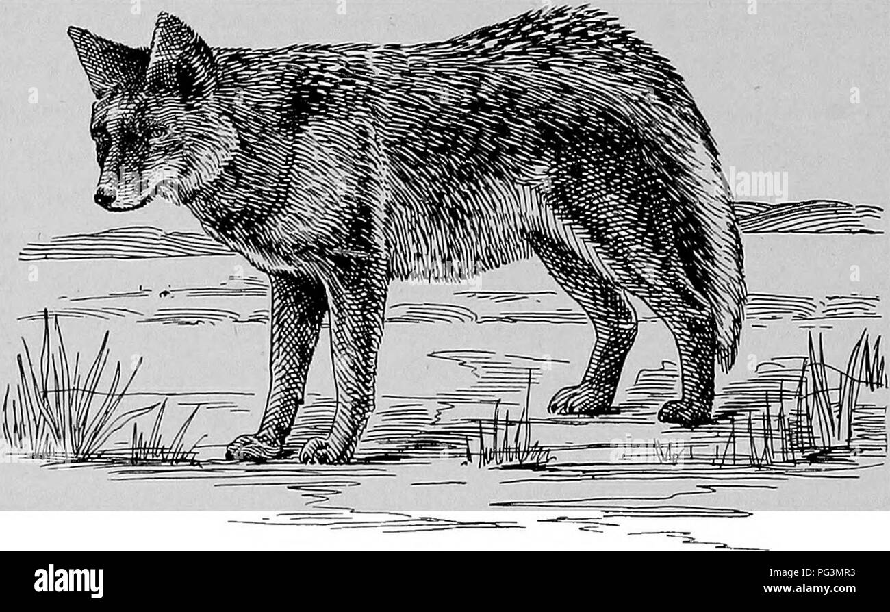 . Die pelzhändler und Fell der Tiere. Pelzhandel; Pelztiere. 168 Carnivoba Fissipedia. der Wölfe. Es war früher reichlich vorhanden in vielen Teilen dieses Landes und in Kanada, wo es nie gesehen jetzt ist, aber es immer noch reicht die Ebenen im Westen und Südwesten por- tionen der Vereinigten Staaten. Es ist ein stattliches Tier, zeigt erhebliche Unterschiede in der Farbe von grau mit schwarzen Spitzen, braune und schwarze Exemplare. Der Schwanz ist meist mit Schwarz, und der große rötliche Ohren sind auch schwarze an den Punkten. Das dichte, lange Fell ist ziemlich hart. Obwohl die Kojoten sind in der Regel klassifiziert Stockfoto