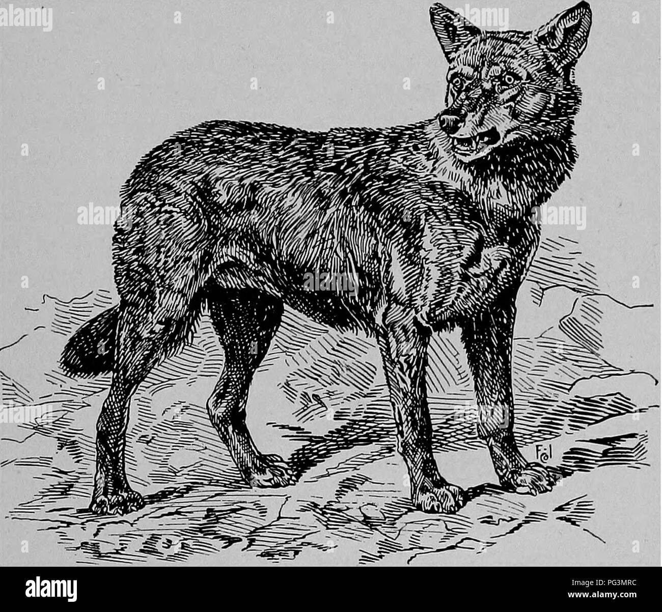 . Die pelzhändler und Fell der Tiere. Pelzhandel; Pelztiere. Der Hund der Familie - Wölfe. 165 Wölfe. In Amerika gibt es zwei verschiedene Arten von Wölfen; einer von ihnen Der Graue Wolf mit seiner grizzled grauen Mantel rötlich angezeigt in einigen Mustern und Schwarz in andere, ist fast mit der Europäischen Wolf identisch, aber die meisten Stämme der amerikanischen Wolf sind größer und stouter als diejenigen der Europäischen Arten. Der graue Wolf ist auch der "Buffalo Wolf" wegen seiner ehemaligen abun - Tanz in der Buffalo Land genannt und wird im allgemeinen als der Timber Wolf aus bekannt zu unterscheiden. Stockfoto