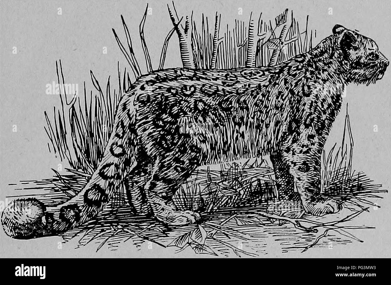 . Die pelzhändler und Fell der Tiere. Pelzhandel; Pelztiere. Die Katze Familie. 131 und mehr und weicheres Fell. Der Leopard der nordöstlichen Indien ist noch kleiner und leichter und mehr dick mit schwarzen Flecken bedeckt. Die großen, dunklen gelben Pard des südlichen China, Java, Siam und Sumatra (L. pardus - variagatus), hat rötlich roset Ringe, bei denen die Öffnungen mit Flecken der gleichen Farbe geschlossen sind. Eine kleinere Sorte, mit einem längeren Schwanz und mehr wie die Pardus farbig - Panther gekennzeichnet und mit unzähligen Spots, die jeweils aus zwei oder drei schwarze Punkte, befindet sich auf der Insel S gesehen Stockfoto