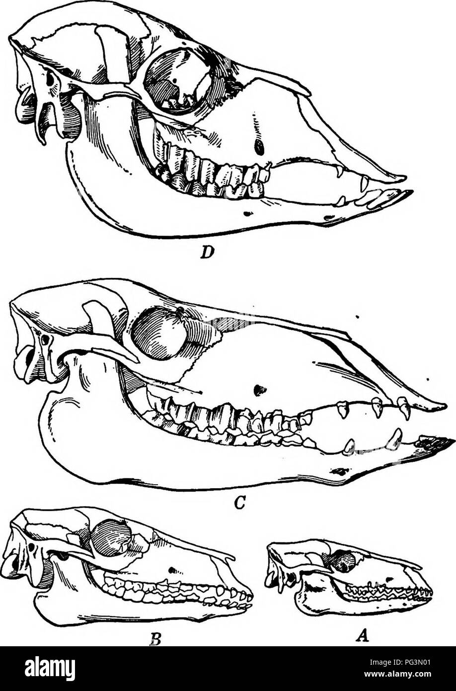 . Lesungen in der Evolution, Genetik und Eugenik. Evolution; Vererbung; Eugenik. 74 Lesungen in der Evolution, Genetik und Eugenik unterdrückt; das obere Ende Sicherungen mit dem Schienbein, während der untere bleibt als eine separate kleine Knochen, zwischen dem Schienbein und an der Ferse - Knochen verkeilt. Thefeetare sehr lang und schlank, mit zwei Zehen in jedem; die. Schwein. 3.- Die vier Stufen in der Entwicklung der cameline Schädel. A, Proiylopus oberen Eozän; B, Poebroiherium, Unteren Eozän; C, Procamelus, Oberes Miozän, D, Guanako, den Letzten. {Von Scott.) langen Knochen der Fuß sind Co-Verknöcherten ein "Cannon - Knochen zu bilden, "die v Stockfoto