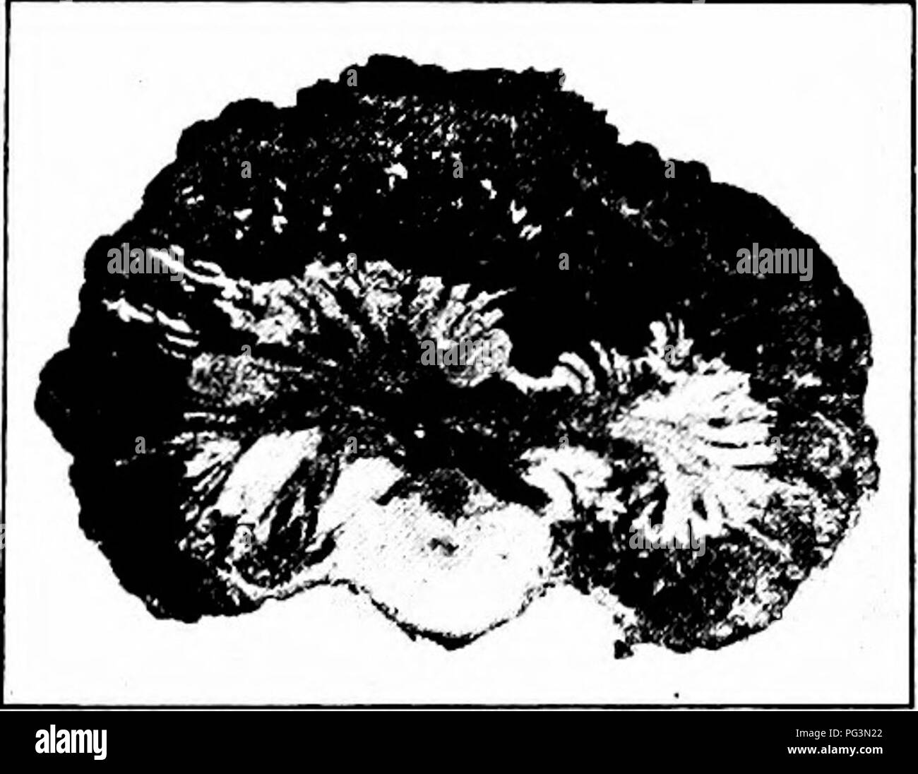 Dieses Handbuch bietet einen detaillierten Überblick über Krankheiten, die Fruchtfrüchte betreffen, mit Schwerpunkt auf der Krankheit des schwarzen Knotens. Es beschreibt die Struktur und den Lebenszyklus der Krankheit, einschließlich Sporenentwicklung und deren Auswirkungen auf fruchttragende Bäume. Die Beschreibung betont die Ausbreitung der Krankheit und wie der Pilz entlang des betroffenen Baumes weiter wächst. Stockfoto