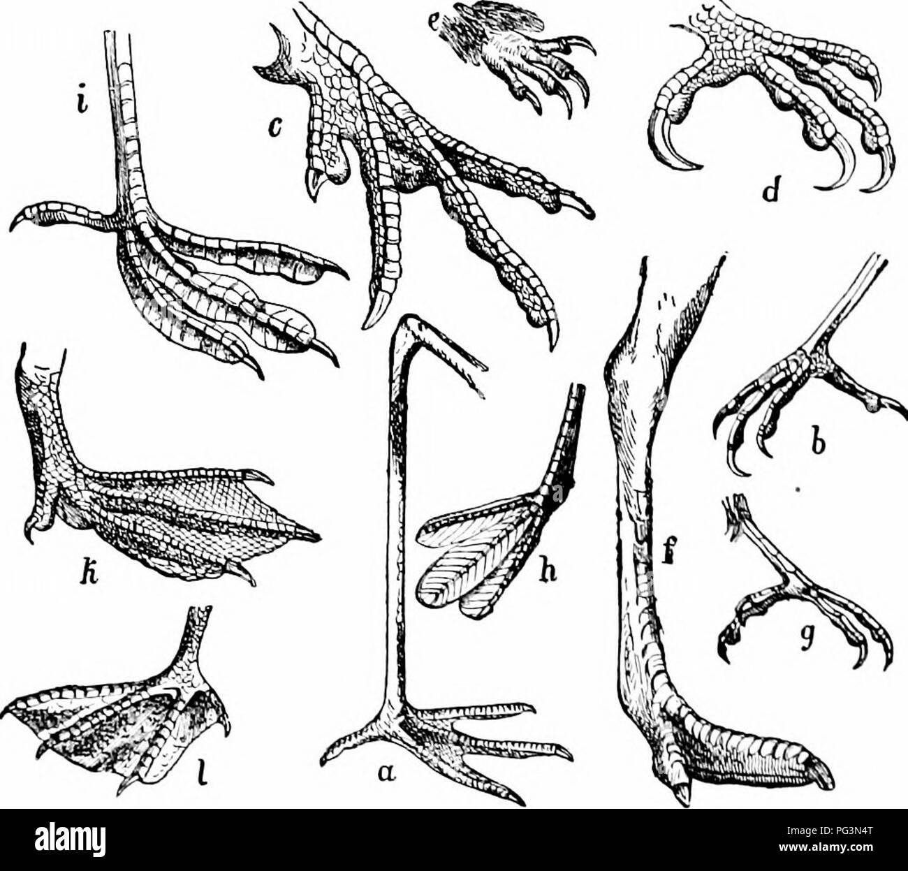 . Ein Handbuch der Zoologie. Zoologie. 542 CnORDATA Es ist wahrscheinlich, dass (Liegen aus Ralites carinatc Formen durch Verlust von Macht der Tli abgestiegen, ich; Hl. Die anatomischen Unterschiede zwischen den verschiedenen Familien laden zu einem beliee, dass die-ha" e von dilTerent Gruppen von carinates entstanden und daher nicht eine natürliche Gefüge bilden. Abschnitt I. STI^ UTHIOXES, lange Humerus, Beine und Hals. Stritthion-ID. E, zwei-toed Strauße. frica, Slnilliio. Rheid.ic, Süden. merican Drei-toed Strauße, Rhea. Abschnitt II. C. SU. RIN.; drei Zehen, humerus kurz. Droiiu,: "ns. Emus; Casiiariiis, kasuare. Wissenscha Stockfoto