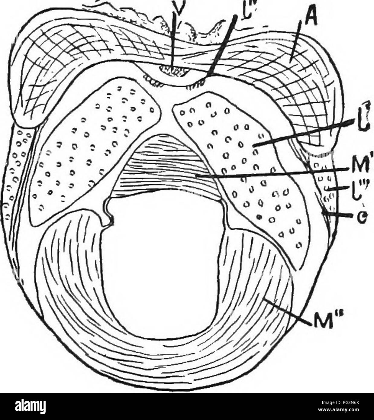 . Jahrestag Erinnerungen von der Boston Society of Natural History; Pub. In der Feier des 50. Jahrestages der Gründung der Gesellschaft. 1830-1880. Natural History; Indianer Nordamerikas. Von Reptilien und Vögel. 15 2 stellt die folgenden EIN gewachsen ist breiter, und Ness. Sie laufen schräg nach unten, ein Set von Links nach Rechts, der andere von rechts nach links, überqueren die erste an fast rechten Winkel. In einem Abschnitt weiter zurück, der Grat ist, wollen aber die anderen Unterschiede sind weniger wichtig. Einen Abschnitt weiter nach vorne durch die Linie 1 von Abb. Besonderheiten, dass especia Stockfoto