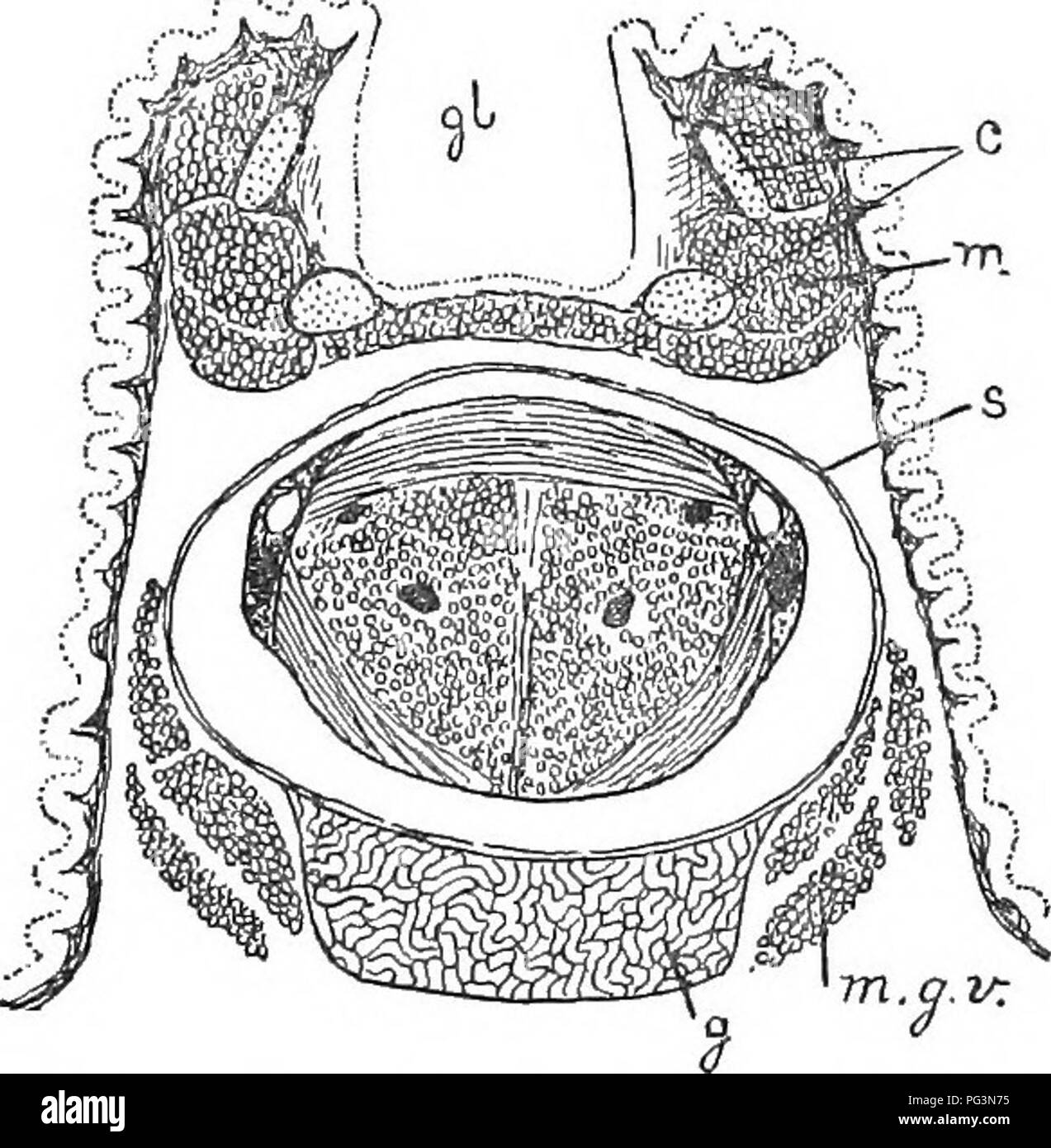 Dieses Werk anlässlich des 50-jährigen Bestehens der Boston Society of Natural History enthält eine detaillierte Untersuchung der Anatomie von Schlangenzungen. Es beschreibt die großzügige Höhle des Schlangenmundes und seine speziellen Strukturen wie die Zungenscheide und die Rima glottidis. Stockfoto