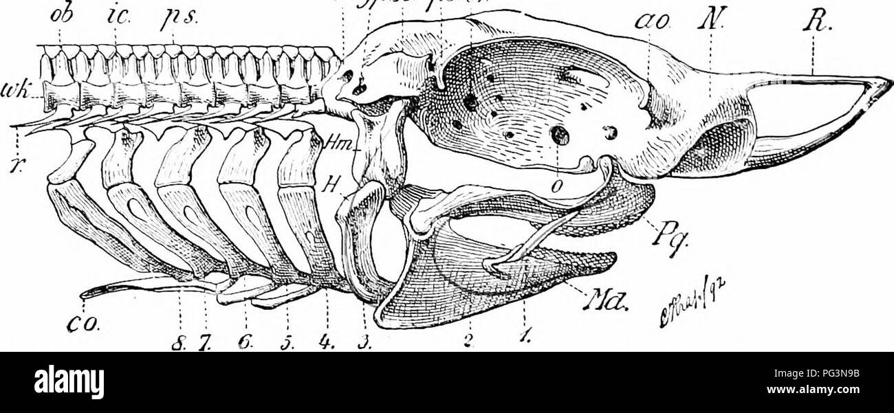 Dieses zoologische Handbuch behandelt die anatomische Struktur von Wirbeltieren, insbesondere die Zähne von Fischen und Reptilien. Sie beschreibt die Unterschiede zwischen Knorpelfischen und knöchernen Fischen, insbesondere ihre Zahnstrukturen und ihre Funktionen bei der Fütterung. Stockfoto