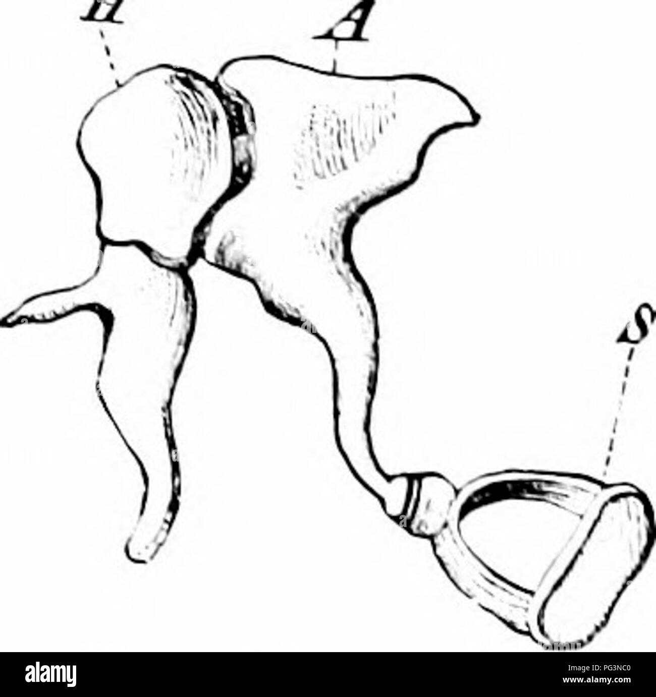 . Ein Handbuch der Zoologie. Zoologie. 4 S0 CHORDATA. Der Mandibulären ari'h - eine Ansicht, die seine Konkurrenten, die diese eine diviJeJ zu columella "llush tvmpanic Membran wird in der Regel mit der Umgebung; Haut oder nur sliu" hth - unter seinem lewl Glauben. In der maninials ii durch beinu am Boden eines tiefen Rohr platziert" geschützt ist, die cvlo - II.:! dudil." rv Ii: c. ich! iis. Die ohr Muschel, eine Falte der Haut von Knorpel unterstützt, ist auch conlined zu den Säugetieren. Die wichtigsten vegetativen Organen des Körpers befinden sich in einem großen bodv Ca'itv oder ii'! oin unterhalb der Wirbelsäule umschlossen. Die cctlom hat d Stockfoto