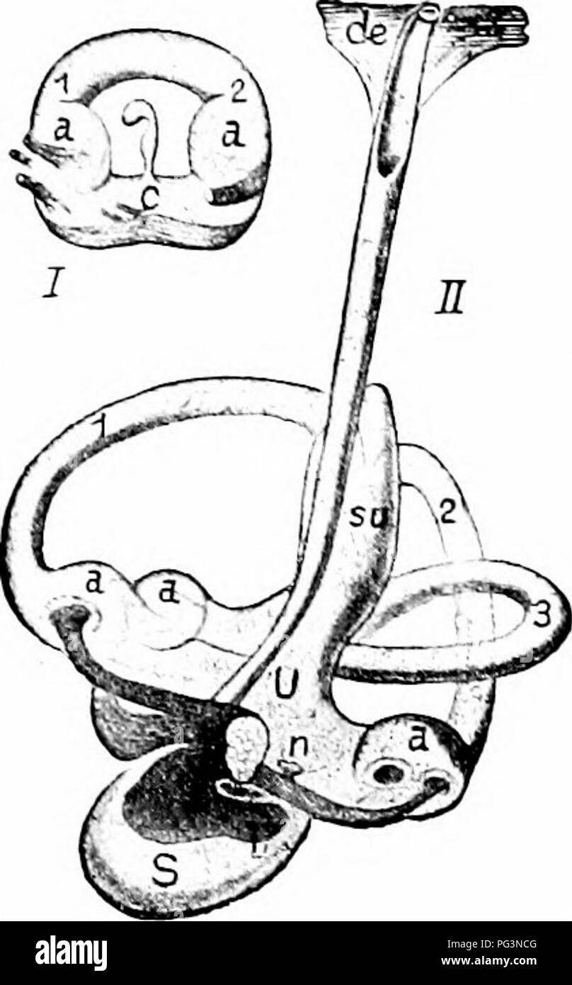 . Ein Handbuch der Zoologie. Zoologie. 47 S CHORDATA. upipcr iilrinihis und eine niedrigere sacruliis, die verbindenden safcular iilrinilo-Kanal, begrenzte in Lire Säugetiere. Beide utrieiiius anj saeculus receie ein Teil der Makula Acustica. CHitgrowths aus den Blasen auftreten, geben dem Ganzen den Namen des Lihyr' nith. Aus dem Utriculus drei Scmi - Rundschreiben ljihiIs ergeben. an jedem Ende mit dieser Buchse angeschlossen, die jeweils an einem Ende eine Schwellung ein a)) ipiilla. coirtaining einen besonderen Nerv Kündigung, die crisla aiiislica. Diese Kanäle stanil im rechten Winkel zueinander in den drei Dimensionen des Raumes und ohne Tun Stockfoto