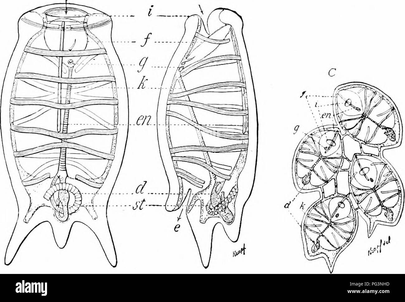 . Ein Handbuch der Zoologie. Zoologie. Ii. TUNICATA: THALIACEA 447 Um III. (Thaliacea Salpaeformes). Diese, wie auch die Lucias und Copelate, pelagische und ein wichtiger Par spielen - im Plankton. In Form einer Salpa kann zu einem Fass aus extert A B. Bild verglichen werden. 503.-.4, B, Salpa democraika mit ausläufers, ventral und seitlichem Blick; C, Bavaria mucronala, Teil einer jungen Kette noch nicht getrennt, eine, Anus; c, Tunika; d, Verdauungstrakt; e, Atriale öffnen; en, endostyle;/, peripharyngeal Nut; g, Ganglion mit Hufeisen-förmigen Auge, und in der Nähe von Es die Tentakel und hypophysial Nut; h, der Hoden; i, Maul. Stockfoto