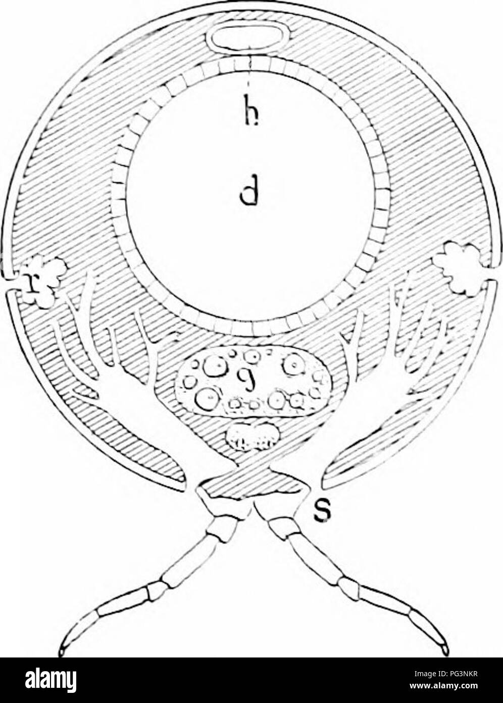 . Ein Handbuch der Zoologie. Zoologie. 434 ARTHROPODA von appendas^ es, ein paar mehrere Gelenkwelle inandil&gt; Les (Abb. 401). und ein paar rudimentarv maxilke auf einer einzelnen Platte verschmolzen, die giialliocliilariii))!. Die venlral genads liegen 10 sterben Iniek intesline weit in den hody, Uiose der rechten und linken Seite enelosed in einem SinL; le Sae; die Duette separat öffnen auf der seeond. Bitte beachten Sie, dass diese Bilder sind von der gescannten Seite Bilder, die digital für die Lesbarkeit verbessert haben mögen - Färbung und Aussehen dieser Abbildungen können nicht perfekt dem Original ähneln. extrahiert. Hertwig, Ric Stockfoto