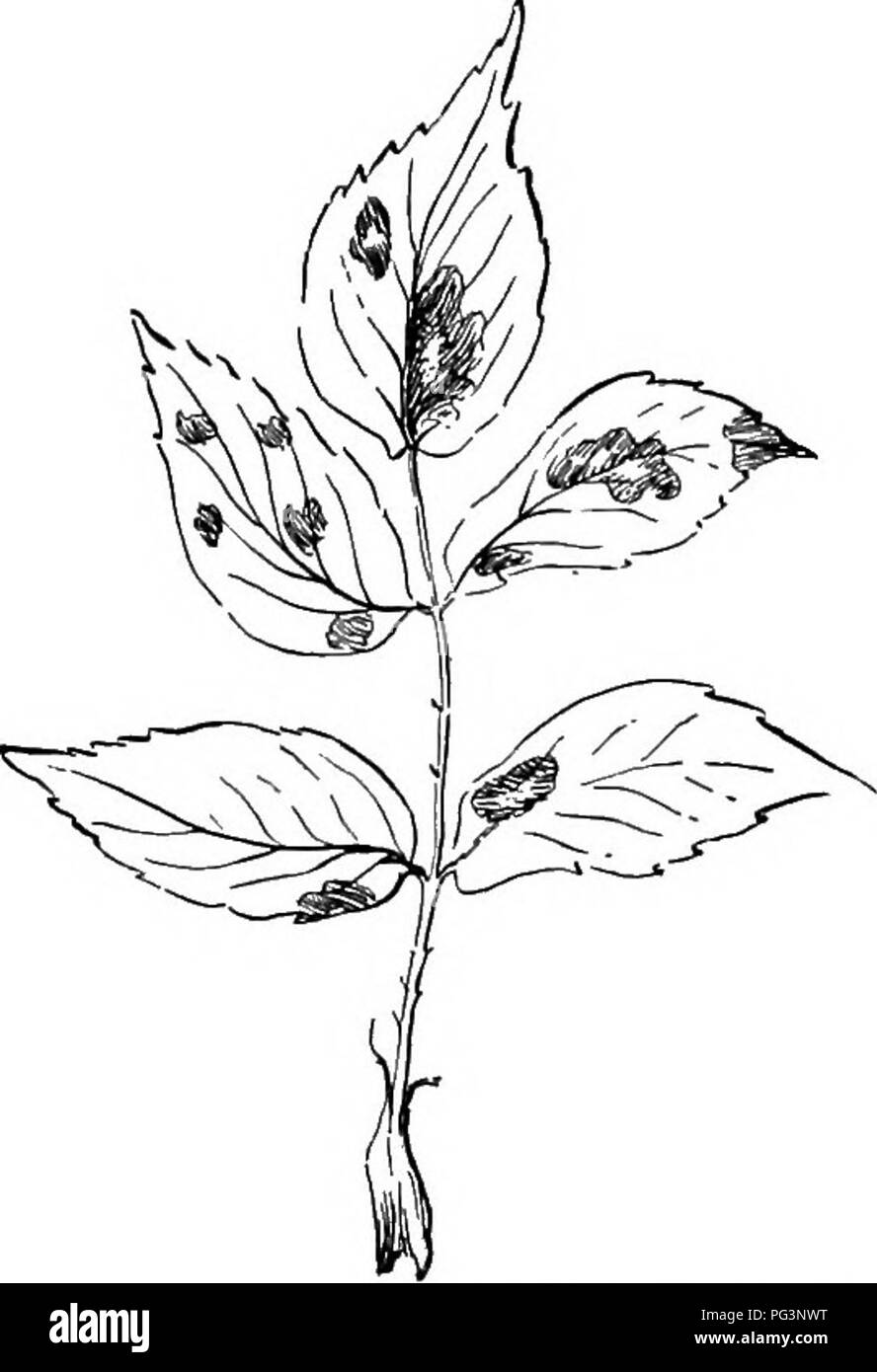 . Fungous Krankheiten von Pflanzen: mit Kapiteln über Physiologie, Kultur Methoden und Technik. Pilze in der Landwirtschaft. FUNGI IMPERFECTI 357 kontrollieren. Es scheint, dass die einzige praktische Methoden der verhindern - ing dieser Krankheit sind gesunde Pflanzen am Anfang zu bekommen, um zu vermeiden, das Einpflanzen, wo Himbeeren oder andere verwandte Pflanzen gewachsen sind, und zu entfernen und die alten Stöcke so schnell wie möglich zu verbrennen. Die Ergebnisse mit Spritzen somit nicht erfolgreich war. XLVIII. ROSE LEAF FLECK Actinonema Rosa (Lib.) P. Cobb, N. A. schwarzen Fleck der Rose. Abt. Agl. N. S. Wales. Es. Publ. (2d-Ser.) 6661 2-27. // Stockfoto