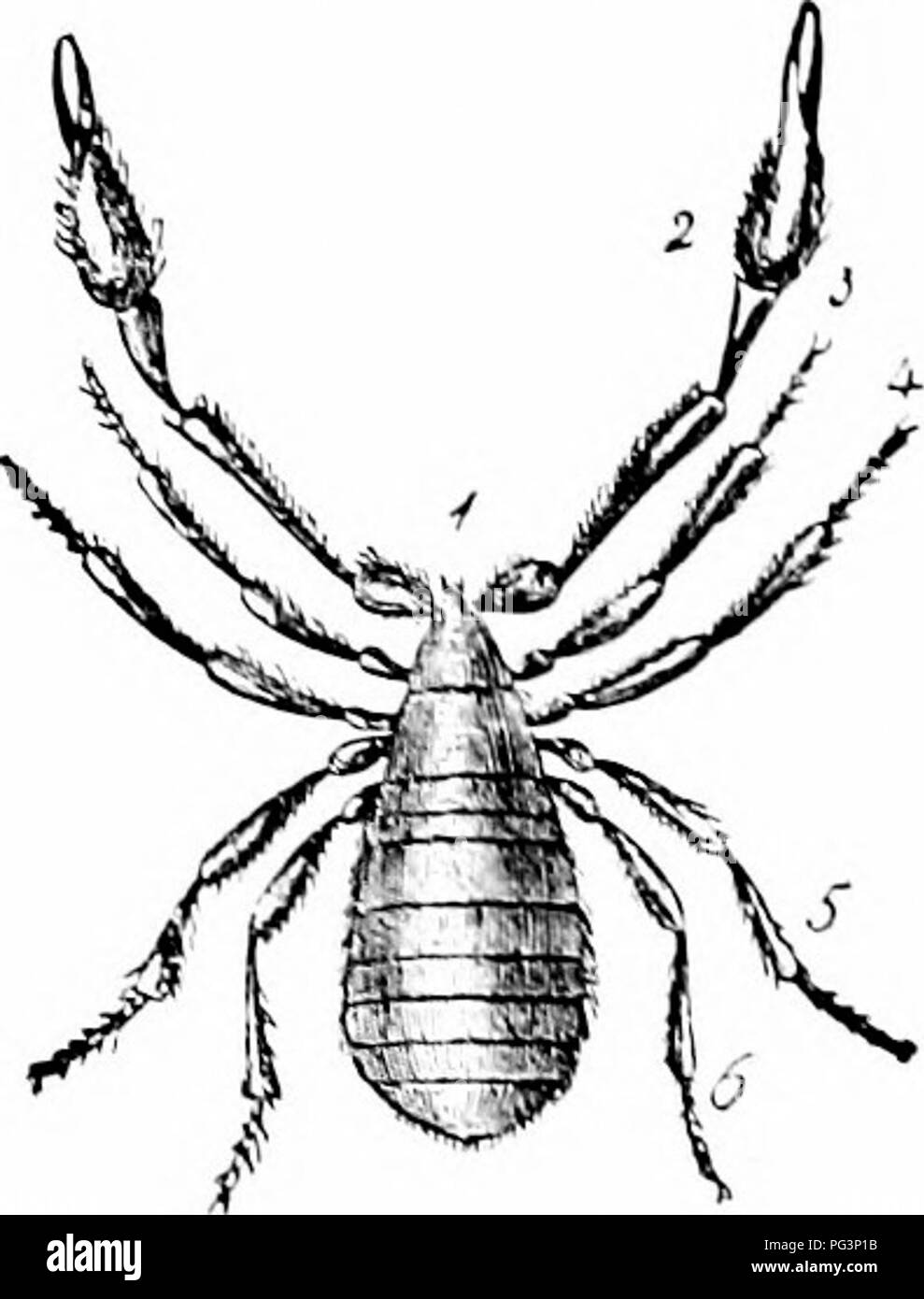 . Ein Handbuch der Zoologie. Zoologie. Abb. 424. Abb. 424.- PjI, jmcs nach PutnaniV formhliUlis* (Abb. 425,- Cjifli/fr hravaisi t^von Schmarda). Abb. 425. chcliccne; 2, pedipalpi. Um V. Pseudoscorpii. Diese kleinen abgeflachte Formen ähneln die wahre scorpiions in der Chelat chelicenu und piedipalpii (Wig. 425), und im Bauch durch seine gesamte Breite verbunden, um die Thora. x. Das dilTer in der fehlenden postabdomen und Schlinge. Sie atmen durch die Luftröhre;;;;;;;; von zwei bis vier Ocelli und Spinning Drüsen Öffnung auf der zweiten abdominal Somiten. Diese Tiere, 2-3 mm lang, in Moss, etc. Leben und unter tlust Stockfoto