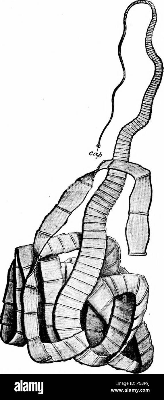 . Ein Handbuch der Zoologie. Stamm PLATYHELMINTHES 139. Abb. 74. - Taenia Solium. Die Band - Wurm, ganze Muster reduziert, cap, Kopf. (Nach Leuckart. J. Bitte beachten Sie, dass diese Bilder sind von der gescannten Seite Bilder, die digital für die Lesbarkeit verbessert haben mögen - Färbung und Aussehen dieser Abbildungen können nicht perfekt dem Original ähneln. extrahiert. Parker, T. Jeffery (Thomas Jeffery), 1850-1897; Haswell, William A. (William Aitcheson), 1854-1925. New York, der Macmillan Company; London, Macmillan &Amp; Co., Ltd. Stockfoto
