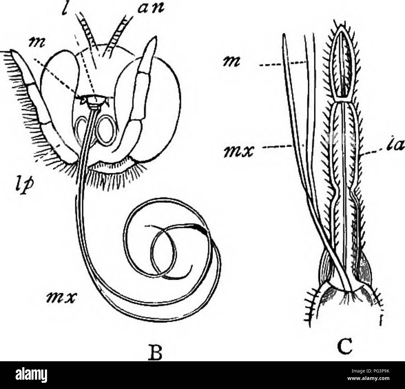 Dieses Lehrbuch behandelt die landwirtschaftliche Zoologie mit einem Schwerpunkt auf der Rolle von Insekten in der Landwirtschaft. Es geht um die Anatomie von Insekten, insbesondere Mundteile, und ihre Funktionen bei der Pflanzendüngung, Schädlingsbekämpfung und der Vermeidung von Ernteschäden. Stockfoto