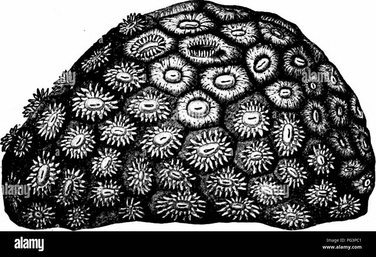 . Ein Handbuch der Zoologie. iv STAMM OELENTERATA 123 Es ist von diesem zuletzt genannten Methode, der ccenosarc erreichen große Dimensionen, und die Einzelnen corallites klein und sehr zahlreich, dass die komplizierteste aller Korallen, die Madrepores (Abb. 63, B), produziert. Die Actinozoa sind für die Vielfalt und Brill - iancy von ihrer Farbe während des Lebens. Jeder muss die lebendige und abwechslungsreiche Tönungen von Anemonen bemerkt haben; aber in. Abb. 62. - Astraea Githago, die lebenden Kolonie. Natürliche Größe. Fidschi Inseln. (Nach Dana.) leben die Korallen zeigen auch ein herrlich abwechslungsreich und Gor-geous Färbung Stockfoto