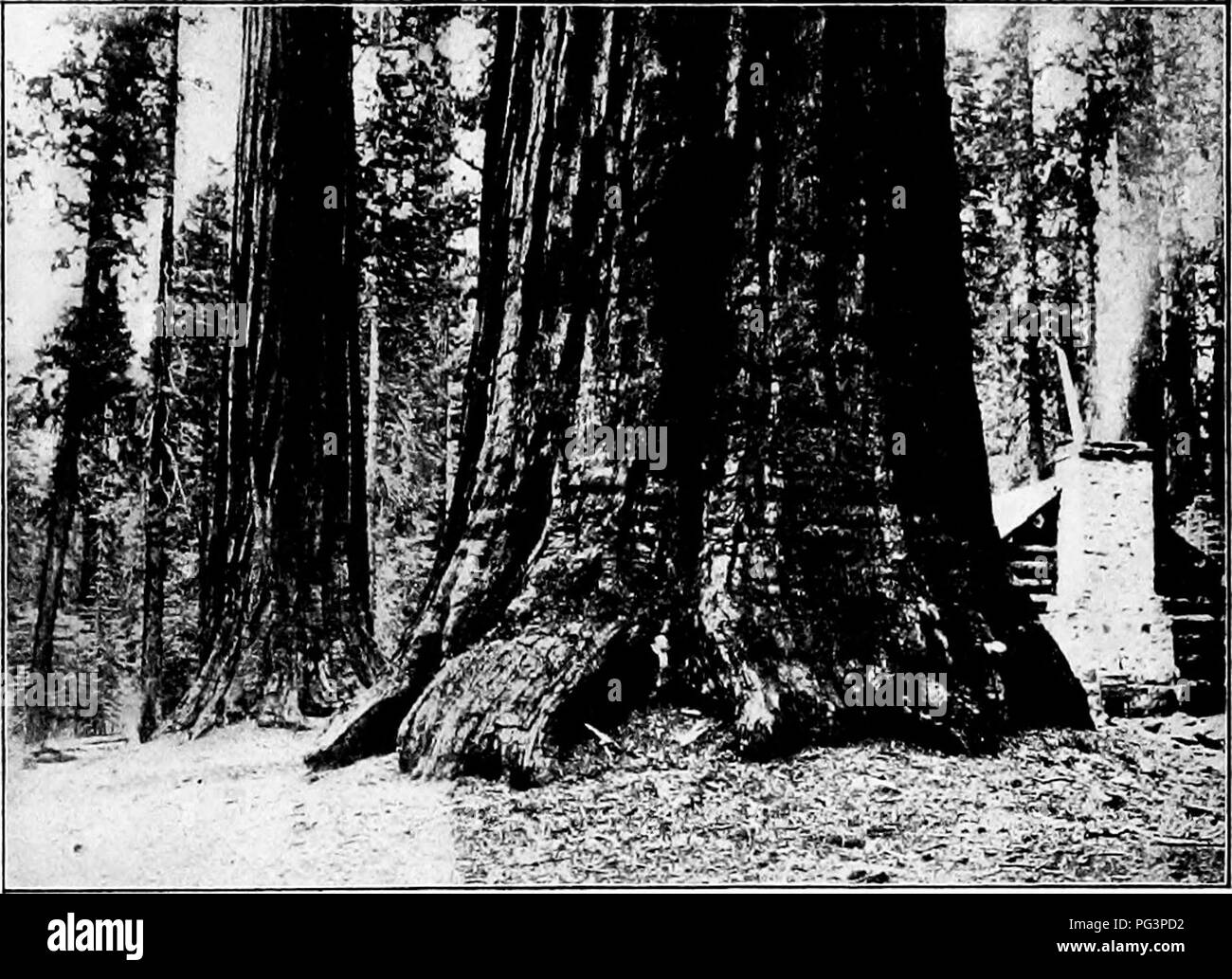 . Elementare Holzbearbeitung. Holzarbeiten; Bäume. Die grossen Bäume 125 allgemein genannt, von Kalifornien. Die jahresringe dieser Riesen zeigen sie Ihnen von zweitausend bis vier tausend Jahre alt werden. Es ist schwer, dieses Alter zu realisieren. Das bedeutet, dass für Jahrhunderte und Jahrhunderte vor der weißen Männer kamen diese Könige der Wälder sah hinunter auf Generationen. Abb. 13.3. "General Grant, "ein großer Baum, Mariposa Grove, Kalifornien und Generationen von indianischen Stämmen. Sie können sogar gesehen, daß die ersten Indianer. Was für wunderbare Geschichten, die sie betreffen könnten, wenn sie nur reden könnten! Auf dieser verhängnisvollen da Stockfoto