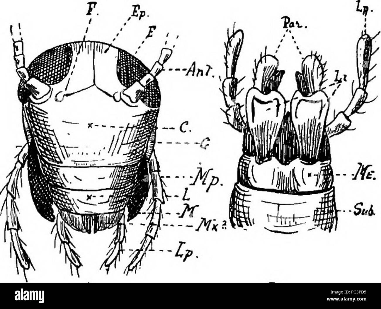 . Ein text-Buch für landwirtschaftliche Zoologie. Zoologie, Wirtschaftliche. Anatomie eines AETHEOPOD. 91 Wing-Abdeckungen sind beweglich, vereint mit dem tergum oder mesonotum. Wenn wir untersuchen, Blatta orientalis Wir werden diese nicht in der weiblichen beobachten, noch das zweite Paar Flügel. Die metathorax trägt. Auch ein Paar von dünneren Flügeln, die wahren Organe der Flug. Das Abdomen {Ab) wird dorso-ventral abgeflacht. Es ist com-gestellt von zehn verschiedenen Somiten, die behindert sind unsichtbar, da sie in der Anterioren, gedrängt werden. Die oberen Teile der Segmente sind aufgerufen terga (Abb. 35, T). Von den zehn, nur acht können normalerweise werden Stockfoto