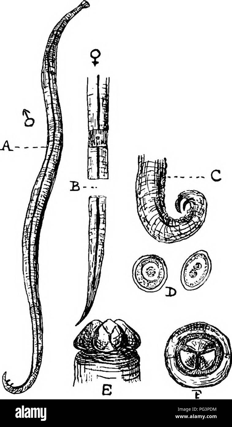 . Ein text-Buch für landwirtschaftliche Zoologie. Zoologie, Wirtschaftliche. Und ASCAEIDjE FILAEIDjE. 75 Farbe, sligMly ridged, und ca. 10 cm lang im? Und sechs in der männlichen. Dieser Wurm ist in allen Equidce, aber betrifft nur ernst junge Tiere. Sie produzieren, Koliken und Verdauungsstörungen, und manchmal so behindern den Darm als Tod zu verursachen. Die Eizellen sind fast kugelförmigen Körper, und sind scheinbar in das Pferd im Getränk eingeführt - ing Wasser. A. milla (Abb. 27) Wird häufig in das Schwein gefunden. Das Männchen ist von vier auf sechs Zoll lang, das Weibchen oft so viel wie acht. Es ist in der kleinen gefunden Stockfoto
