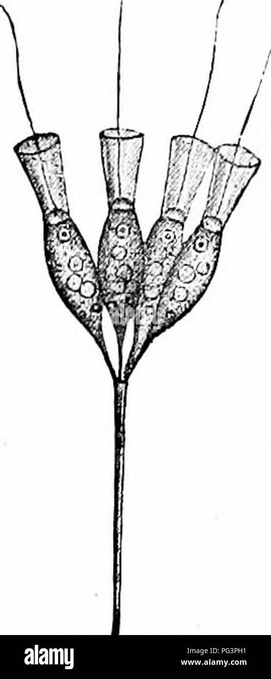 . Ein Handbuch der Zoologie. Zoologie. Abb. 134. Abb. 135. Abb. 1^6. Abb. 137. , Abb. .134.-Euglena viridis (nach Stein), c, kontraktile Vakuole;;;;;;;; Nucleus; 0, Pigment - (Auge). Abb. 135.- Dinobryon serlularia (nach Slein). a, eine parasitäre Erstechen oft im Lorica gefunden; 6, kontraktile Vakuole;;;;;;;;, Nucleus. Abb. 136.- Conodadium umhellatum (nach Stein). Abb. 137.- Chilimonas paramcrcium (nach Btitschli). oe, cytostome; n, Nucleus; v, kontraktile Vakuole. Und eine kontraktile Vakuole in der anderen. Am vorderen Ende gibt es oft einen roten oder braunen Auge Flecken (Abb. 134), die diese Formen gre gibt Stockfoto