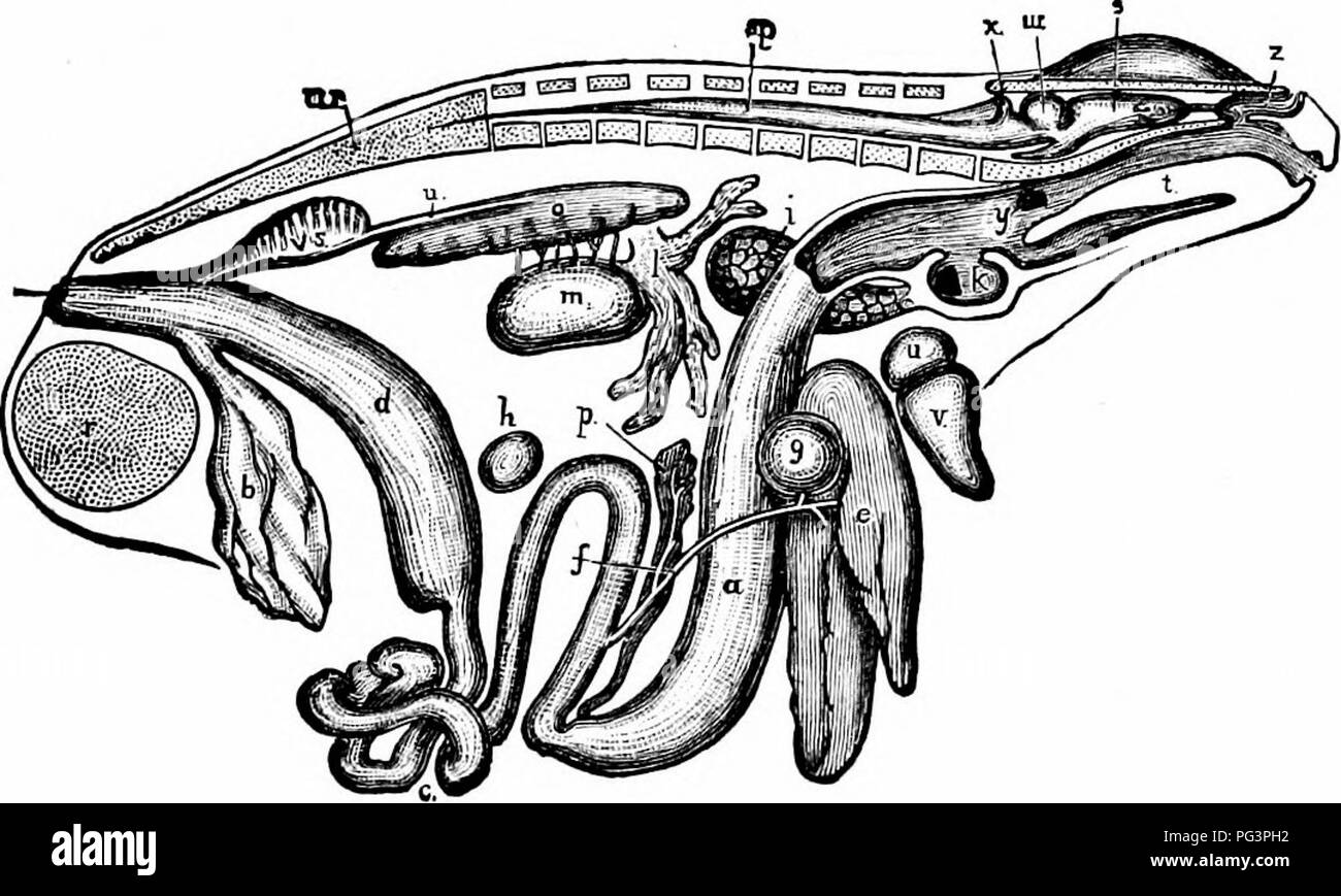 . Ein Handbuch der Zoologie. Die METAZOEN 60. Diese verdauungsfördernden Absonderungen sind teilweise durch die Zellen des Epithels des Kanals, die modifiziert sind einzellige oder Vielzelliger Drüsen (s. Form hergestellt 65), die teilweise durch bestimmte grosse spezielle verdauungsdrüsen, Speicheldrüsen, Leber und Bauchspeicheldrüse. Die nahrhafte Teile der Nahrung durch dieses Mittel so umgesetzt, dass sie bereit sind, aufgenommen zu werden, und in den meisten Tieren Pass ins Blut, verteilt werden. Abb. 31. - Allgemeine Ansicht der Eingeweide von einem männlichen Frosch, von der rechten Seite, eine, Magen, Fi, Harnblase; c, des Dünndarms; c/, Membrana aper Stockfoto