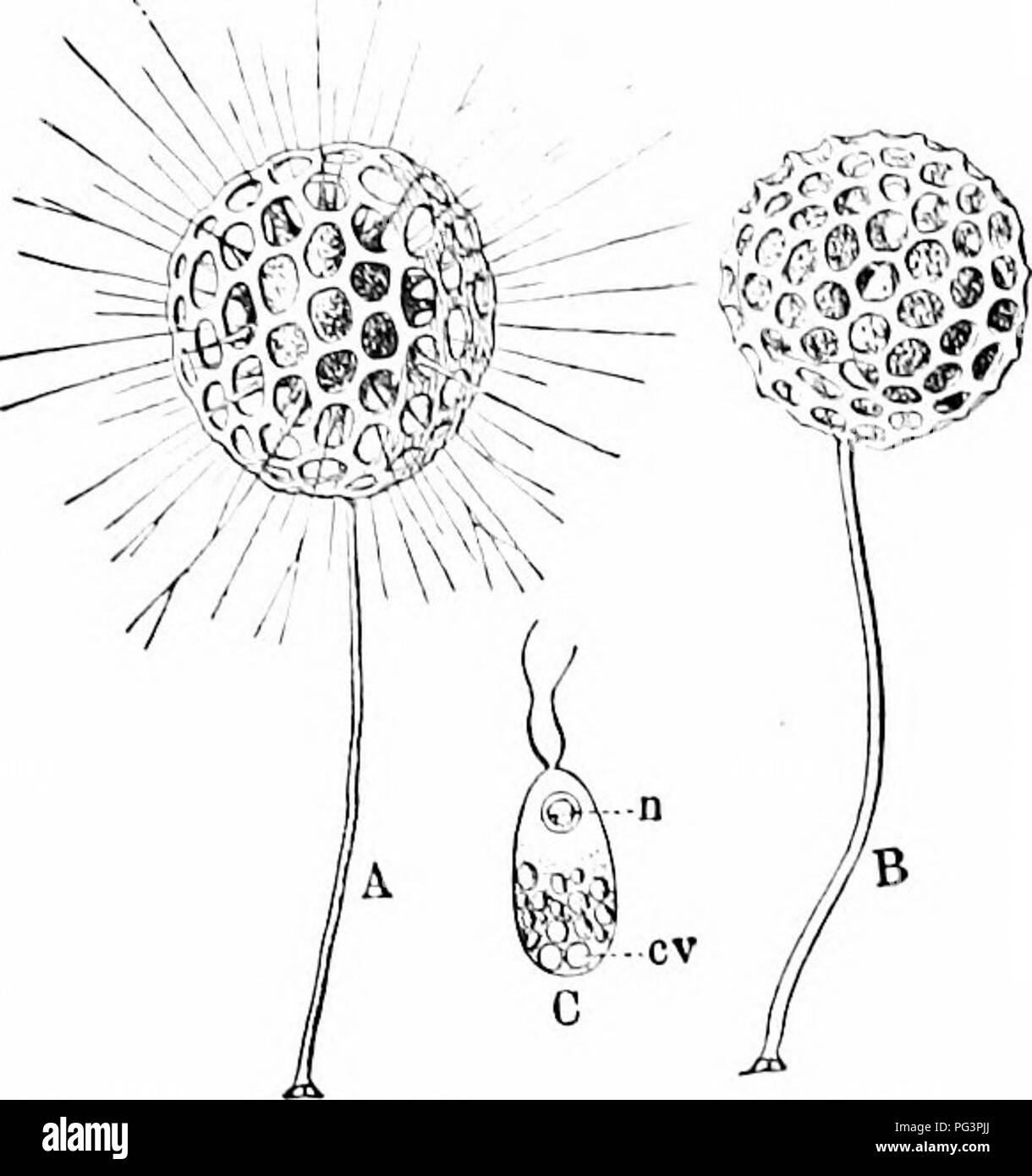 . Ein Handbuch der Zoologie. Zoologie. 174 PROTOZOEN. Abb. 122.- Clalhniliiia, - h -:.: &Lt;iiis. 1, mit extcndcil pseudopodia; B, aufgeteilt in zwei cvsls; C, zuospore; n, Nucleus; cv, kontraktile Vakuole.. Bitte beachten Sie, dass diese Bilder sind von der gescannten Seite Bilder, die digital für die Lesbarkeit verbessert haben mögen - Färbung und Aussehen dieser Abbildungen können nicht perfekt dem Original ähneln. extrahiert. Hertwig, Richard, 1850-1937; Kingsley, J. S. (John Sterling), 1854-1929, hrsg. und Tr. New York, H. Holt Stockfoto