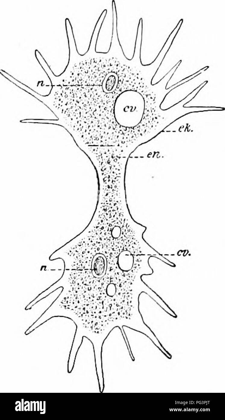 . Ein Handbuch der Zoologie. Zoologie. I.: RHIZOPODA HELIOZOA 173 ein (manchmal auch mehrere) Kern (w), die vesikuläre ist, und enthält entweder ein großes oder mehrere kleinere Nukleolen. Eine kontraktile Vakuole ist in der Regel vorhanden. Die Fortpflanzung erfolgt durch eine binäre oder mehrere Division (Abb. 120), und encystment beobachtet, das Protoplasma in viele hundert kleine Amöbe Division;, ein Phänomen, das immer verbunden fadenverteilung Düngung Prozesse (Au-togamy?). Die meisten lobosa treten in frischem Wasser; A. terricola in feuchter Erde. Es gibt auch Parasiten wie A. Coli, selten in kälteren Klimazonen, häufig in beobachtet Stockfoto
