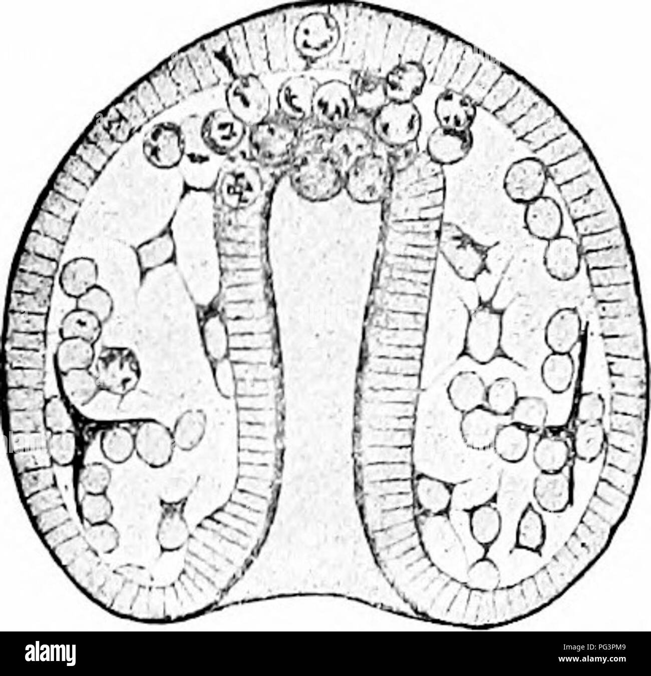 . Ein Handbuch der Zoologie. Zoologie. Abb. io 8.- Larvse von Strongylocenirotus lividus (nach Boveri). Links ein blaslula witli Mesenchym Bildung; rechts ein Gastrula-stadium mit differenzierten Mesenchym. entoderm Ijy die Sekretion von gallertartige Substanz erweitert wird, und aus dem entoderm isolierten Zellen in diesem Gelee; somit ergibt sich eine mittlere Schicht, die mesenchym (Abb. io 8), ein wenig ähnlich gallertige Bindegewebe, aus denen bestimmte Organe ganz oder teilweise ihren Ursprung nehmen. Das mesenchym kann vor Beginn der gastrulation oder nach diesem Prozess hat complet. Stockfoto