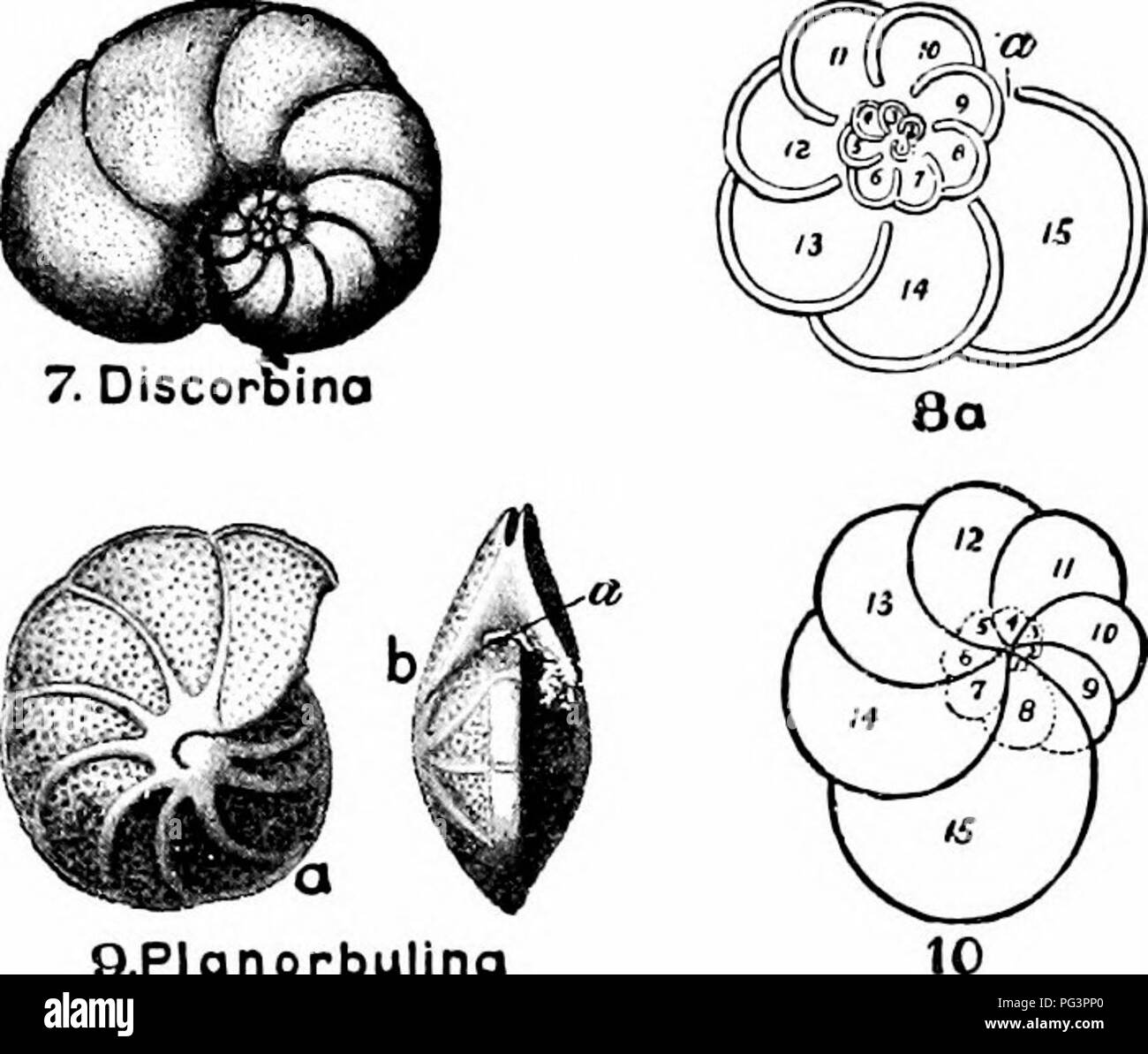 . Ein Handbuch der Zoologie. 2. lagena. 4. Frondicularia CCIobigerina. Bitte beachten Sie, dass diese Bilder sind von der gescannten Seite Bilder, die digital für die Lesbarkeit verbessert haben mögen - Färbung und Aussehen dieser Abbildungen können nicht perfekt dem Original ähneln. extrahiert. Parker, T. Jeffery (Thomas Jeffery), 1850-1897; Haswell, William A. (William Aitcheson), 1854-1925. New York, der Macmillan Company; London, Macmillan &Amp; Co., Ltd. Stockfoto