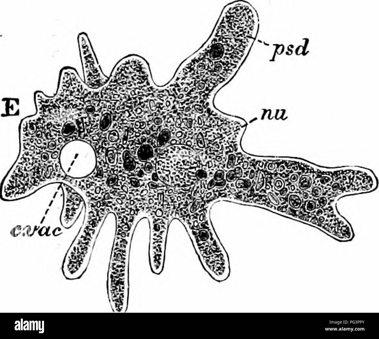 . Ein Handbuch der Zoologie. Stamm PROTOZOEN '5 Amöbe ist nicht einer von diesen. Es ist, als eine Glasige, unregelmäßig geformten Teilchen mit einer bestimmten heraus - Linie erkannt zu werden. Von einem Teilchen einige kristallinen Mineralstoffe, auf die eine solche Beschreibung wäre ebenso gut anwenden, Amceba würde bald unterscheidbar Aufgrund der Cir- cumstance, dass sie ständig ihre Form verändern. Diese Änderung wird durch das Drücken von Projektionen oder Prozesse, genannt pseudopods oder pseudopodia (psd), die getätigt. Abb. r.- Amceba Proteus, ein lebendes Exemplar, c. Vac, kontraktile Vakuole, "tt, Nucleus; psrf, Pseu Stockfoto