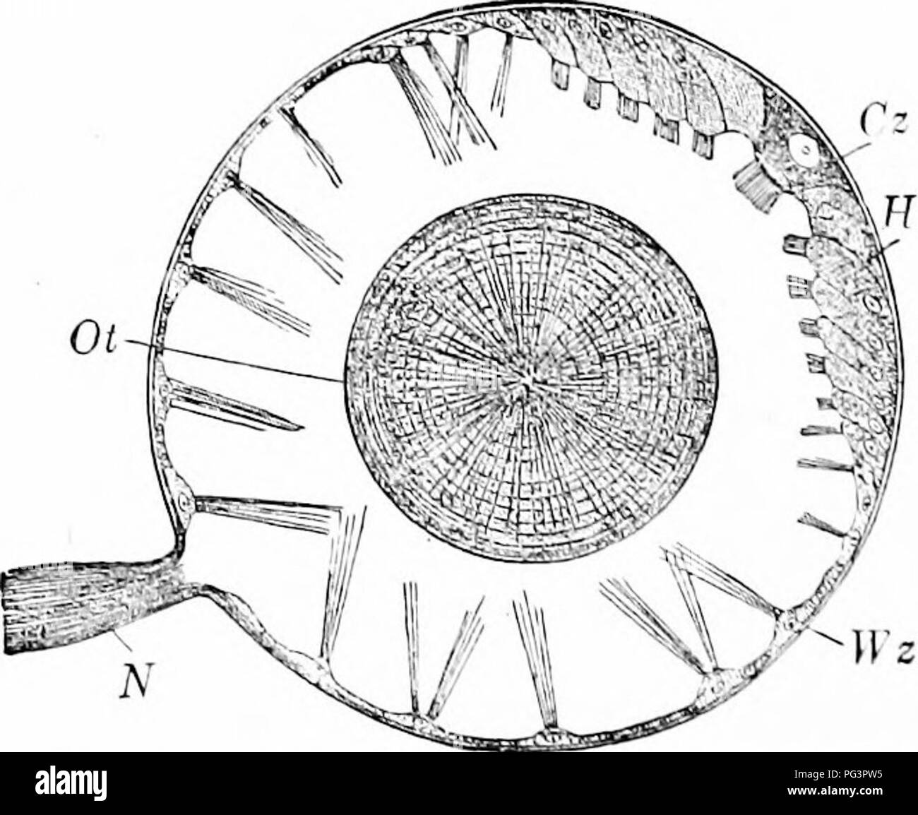 . Ein Handbuch der Zoologie. Zoologie. [16 ALLGEMEINE TRENXIPLES für Zoologie aliove oder vor dem Mund. In Ihc Atemluft- vertcliratcs dieses Paar von Gruben, die hier auch von der Haut entstehen, in die dorsale Wand der beiden Kanäle der Atemwege, die von außen auf den Mund oder Rachen getroffen werden. Jetzt, da die Riechzellen in diesen Gruben verteilt (Hg 38. B) sind häufig l) y-Bundles der olfaktorischen Haare, gekennzeichnet, und die umgebende Epithel oft ciliated, man geneigt ist, als Organe der Geruch Sinnesorgane der Wirbellosen, welche die Form von Ciliated pits oder Li zu betrachten Stockfoto