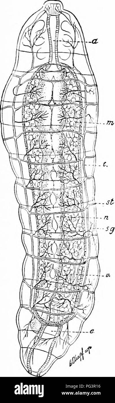 . Ein Handbuch der Zoologie. Zoologie. Allgemeine INSTRUMENTENKUNDE 95 sind bemerkenswert für die dicken Massen der Muskel; ersteres ist die Drüsen des Magens (r), Letzteres ist das Schleifen Magen oder muskelmagen (d), zur Zerkleinerung der Nahrung dienen. Hinter dem Magen Verdauung Rohr verengt sich in den Dünndarm (//), nach der die behindern Geweitete teil, die. Bitte beachten Sie, dass diese Bilder sind von der gescannten Seite Bilder, die digital für die Lesbarkeit verbessert haben mögen - Färbung und Aussehen dieser Abbildungen können nicht perfekt dem Original ähneln. extrahiert. Hertwig, Richard, 1850 - Stockfoto