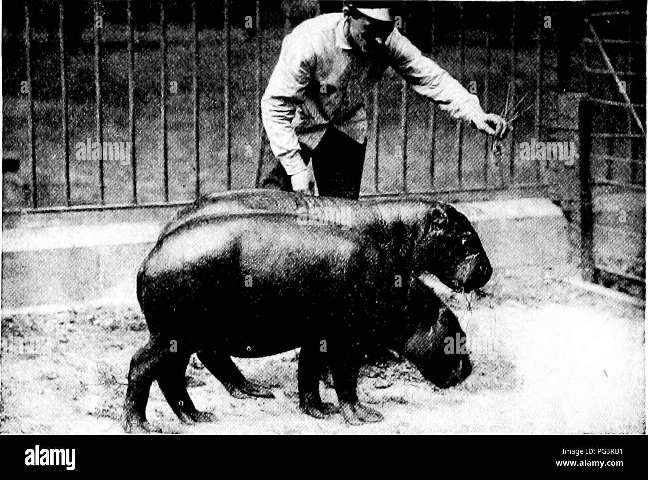 rhinoceros 6 guide rhinoceros 6 guide
