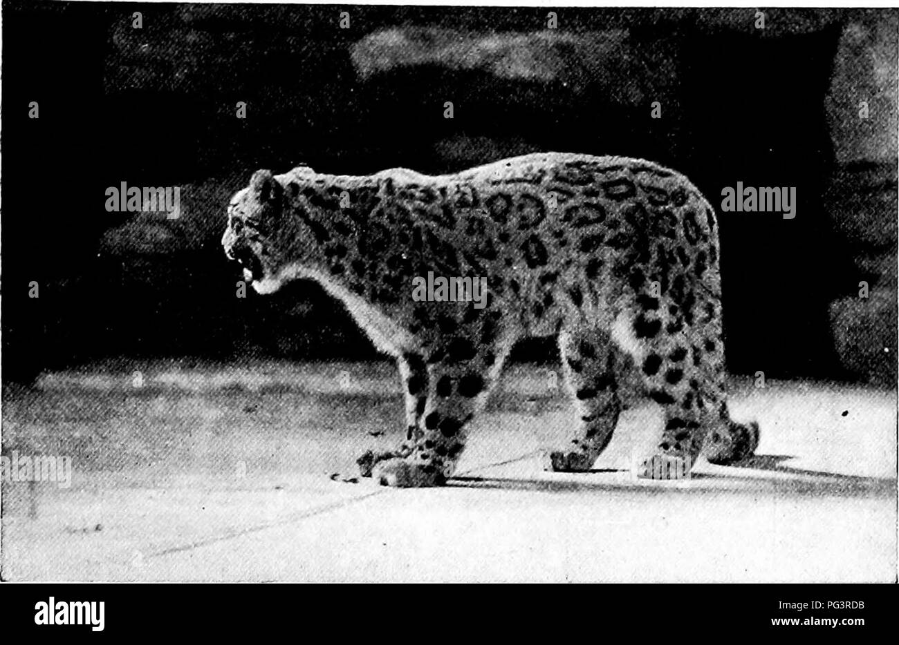 Der Reiseleiter gibt Ihnen einen Überblick über die Tiere im New York Zoological Park, einschließlich exotischer Arten wie Schneeleopard und sibirischer Tiger. Er beschreibt die Bemühungen des Parks, diese Tiere in Umgebungen zu beherbergen, die ihre natürlichen Lebensräume nachahmen. Stockfoto
