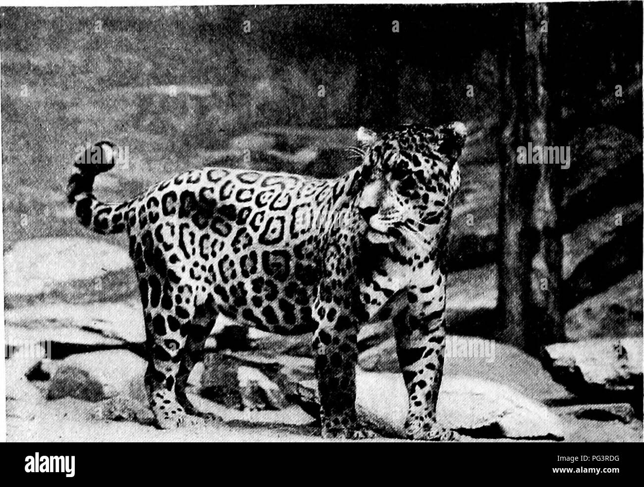 . Beliebte amtliche Führer zu den New York Zoological Park. New York Zoological Park. 72 beliebte OFFICIAL GUIDE.. Â â - Â"; JAGUAR. tile Haus und Primas Haus, aber das Tier Skulpturen, die alle von Herrn Eli Harvey, sind reichlich und auffällig als auf jeder anderen Struktur bisher errichtet. Die build-ing enthält 13 indoor Käfigen, und 9 Outdoor Käfigen, und zwischen den beiden gibt es freie Kommunikation. Die Größen der einzelnen Käfige sind wie folgt: innere Käfige: Größte, 14 Meter breit, 22 Meter tief; kleine - est, 13 Fuß breit und 14 Fuß hoch. Äußere Käfige: zwei Käfige, 40 x 44 Fuß, 17 Fuß hig Stockfoto