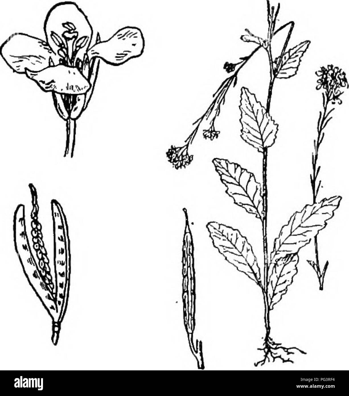 Dieses Lehrbuch behandelt wichtige botanische Konzepte, die für Agrarstudenten relevant sind, einschließlich der Struktur von Pflanzen in der Familie Rose, wie der *Schwarze Senf*. Sie erforscht Pflanzenanatomie, Blütenmuster und die landwirtschaftliche Bedeutung dieser Arten. Stockfoto