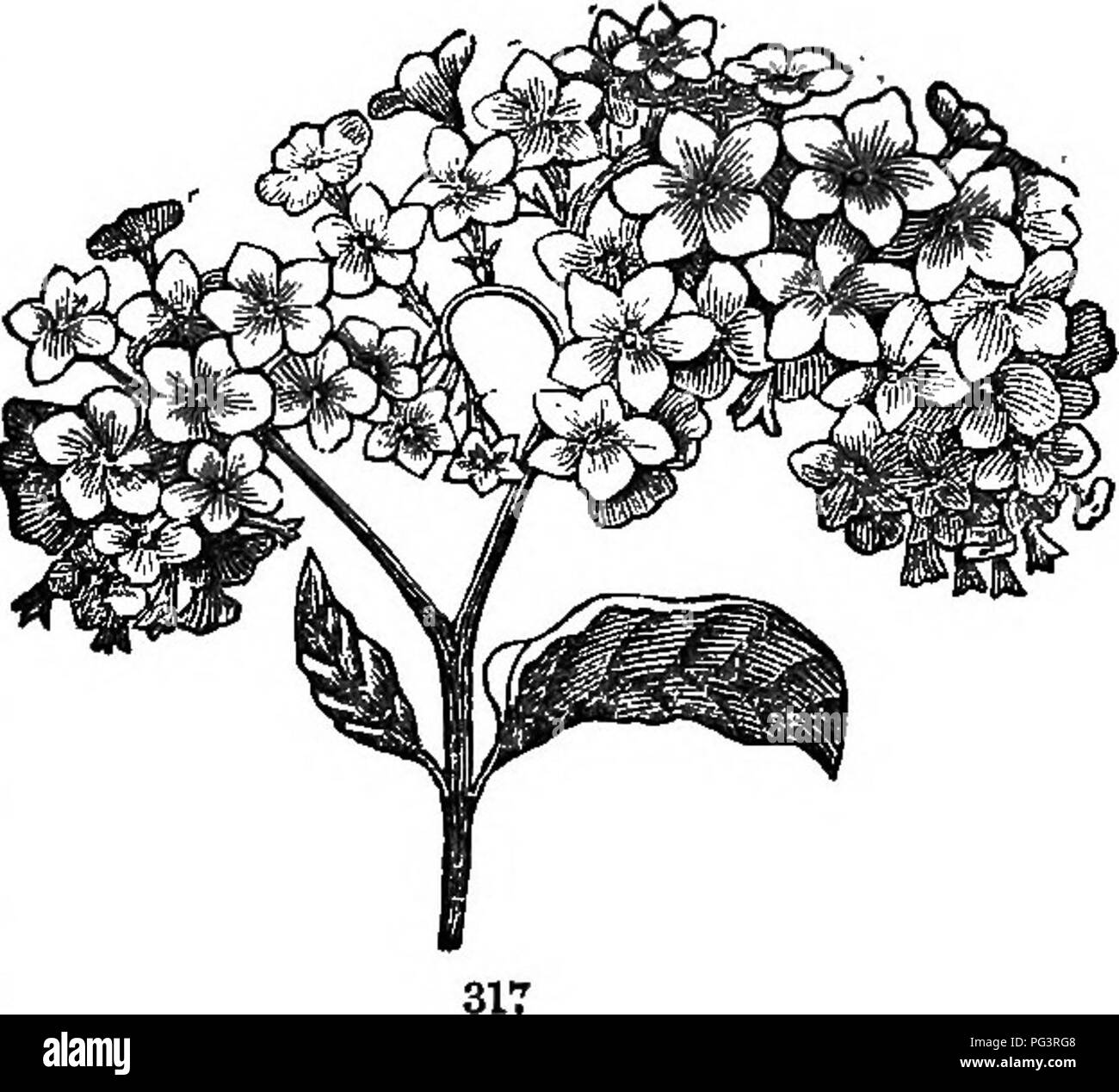 . Die Elemente der Botanik umarmen organography, Histologie, pflanzlichen Physiologie, Systematische Botanik und wirtschaftlichen Botanik ... zusammen mit Ein vollständiges Glossar der "Botanische Begriffe". Botanik. Kulturpflanzen. Scammony ist die getrocknete Saft von Convolvulus scam - monia von Asien. Öl der Khodium ist ob - von C. und C. floridus Scoparius der Kanarischen Inseln halten; von der Duft von Holz aus diesen beiden, es heißt "Kosewood", und es wird das Öl extrahiert und in Panschen attar of Roses verwendet. 8. Borraginaceae. Der Borretsch Familie (12. hundert Arten) sind zum größten Teil, hispid Kräuter, Sträucher, oder Stockfoto