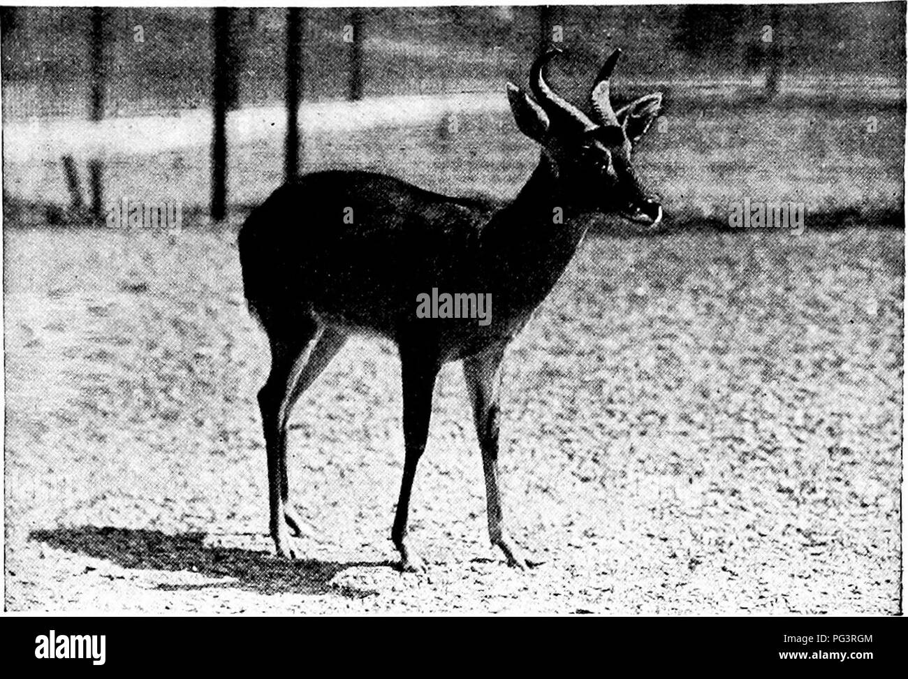 . Beliebte amtliche Führer zu den New York Zoological Park. New York Zoological Park. 44 beliebte OFFICIAL GUIDE.. REDUNCA ANTILOPEN. ishes in der Grösse und der Geweihe, bis in Mexiko wird es eine kleine und zarte Geschöpf, mit sehr kleinen und leichten Geweih das Lager nur zwei oder drei kleine Zinken. Die nächste Form hat sich so weit von der ursprünglichen Art, dass es notwendig ist, zu gewähren, die es als eine Art Rang auseinander. Die sinaloa White-Tailed Deer (Odocoileus sinaloae), ist noch kleiner und schwächer als die vorangegangenen. Unsere paar Exemplare gezeigt wurde von Herrn und Frau C. William Beebe gewonnen, in dem Staat, o Stockfoto
