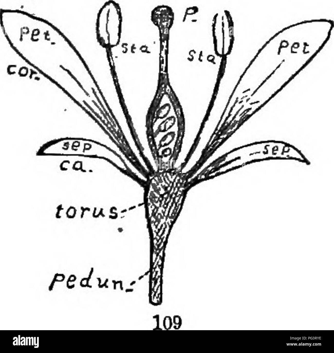 . Die Elemente der Botanik umarmen organography, Histologie, pflanzlichen Physiologie, Systematische Botanik und wirtschaftlichen Botanik ... zusammen mit Ein vollständiges Glossar der "Botanische Begriffe". Botanik. 48 OnOANOOBAPIir.. Die Columbine haben Sporen. Manchmal gibt Es orilj eine leichte Schwellung oder stumpfen, Außen (wie in Adlu-Mia), die durch das Wort saccate bezeichnet wird. Manchmal se-Pals oder Blütenblätter sind eared oder Crested; oder Sie haben, wie die Rosa, eine Projektion (Corona) an der Stelle, wo die Kralle oder schmale Teil der Blütenblatt mit der Verbreitung lobe oder des Körpers verbindet. 59. Wenn es keine adhe-sion oder wachsende Stockfoto