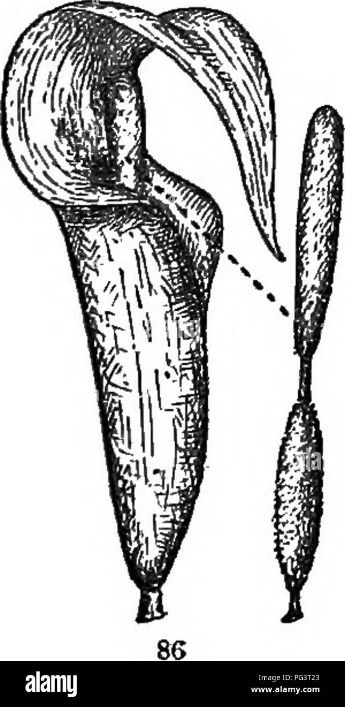 . Die Elemente der Botanik umarmen organography, Histologie, pflanzlichen Physiologie, Systematische Botanik und wirtschaftlichen Botanik ... zusammen mit Ein vollständiges Glossar der "Botanische Begriffe". Botanik. 40 OBGANOGBAPHY.. Die Minute, die Zweige des Blütenstandsstiels oder schlanken Stielen Tfbich unterstützen die einzelnen Blumen, heißen Stiele (Abb. 85, jsed). 47. Die Hüllblätter sind generell utive dimin - Blätter, die die Blume subtend-Cluster, oder von deren Achsel der blumenstengel Erlöse (Abb. 85, IR). Die sec-ondary oder kleine Deckblätter auf der Stiele sind aufgerufen, den bractlets (Abb. 85, hr (). Sie haben im Allgemeinen die gewöhnlichen verloren Stockfoto