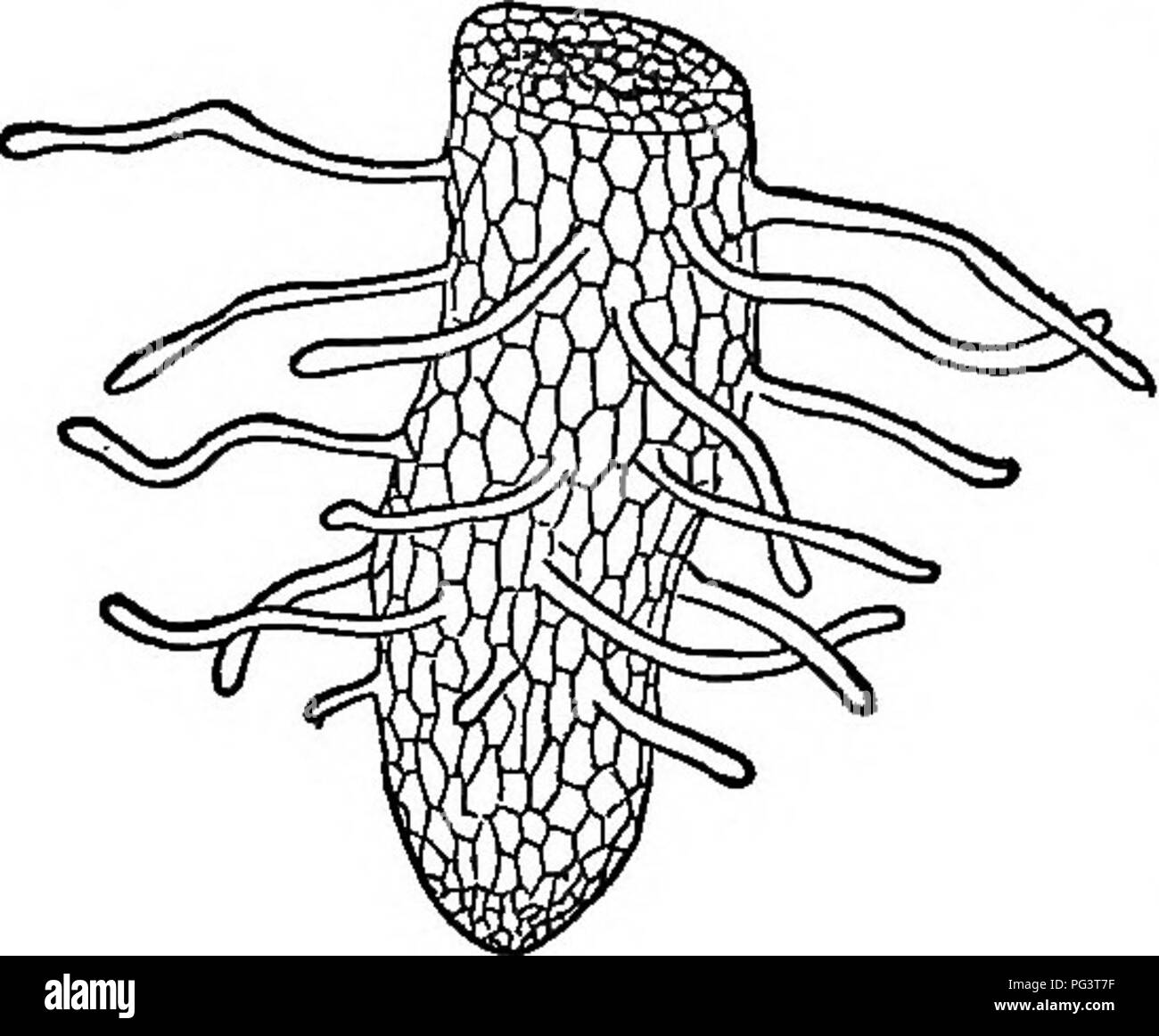 . Die Elemente der Botanik umarmen organography, Histologie, pflanzlichen Physiologie, Systematische Botanik und wirtschaftlichen Botanik ... zusammen mit Ein vollständiges Glossar der "Botanische Begriffe". Botanik. TSE-BOOT. 17. In vielen Fällen, wie i.e. der Sämling von Weizen, Flachs, etc., werden diese mit dem bloßen Auge gesehen werden kann, erscheinen-ing als Woolly Abdeckung - ing. Das Besondere dieser ist der gelöste fi zu absorbieren) od aus dem Boden. 8. Wenn ein Samen germi- dinaten, es sendet in der Regel * eine einzelne Wurzel{radAele, Schwein. 3, r. Rf.) nach unten, wodurch die Primary Root aufgerufen wird. Dies kann weiter wachsen und bleiben größer als jeder seiner Bra Stockfoto